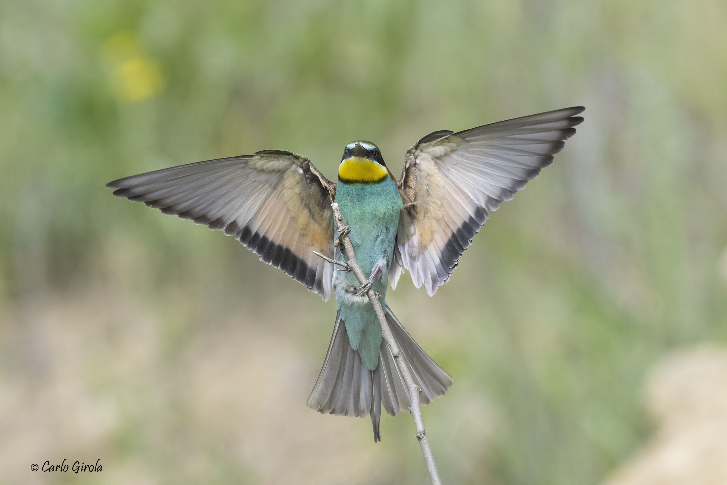 Gruccione (Merops apiaster)