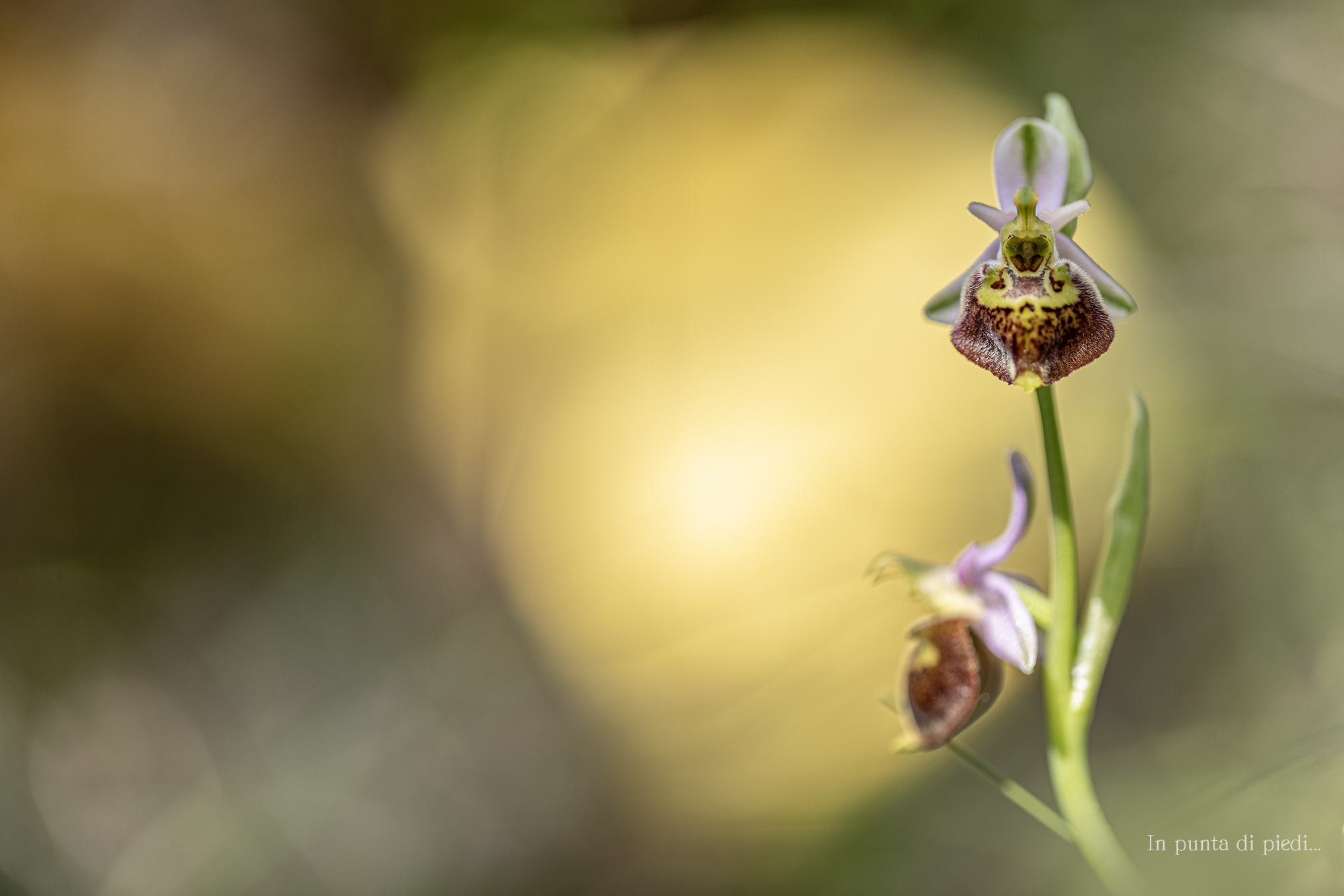 guardian of Beauty - Ofride dei fuchi - Ophrys holoseri