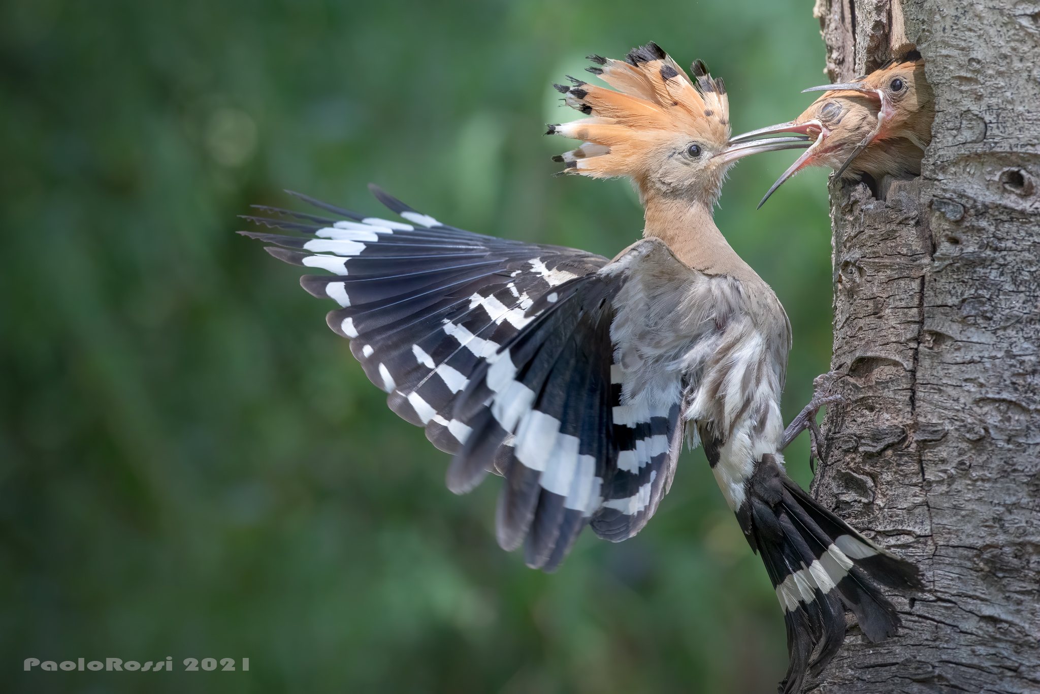 Hoopoe...