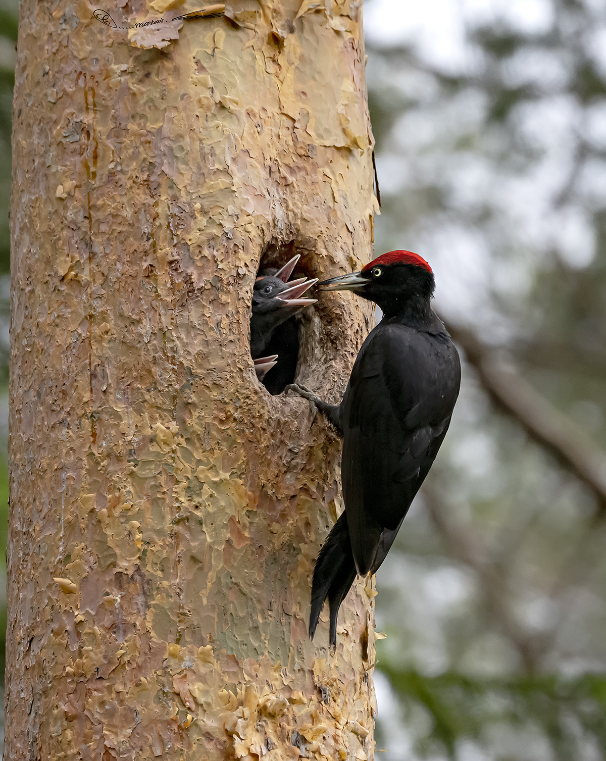 black woodpecker