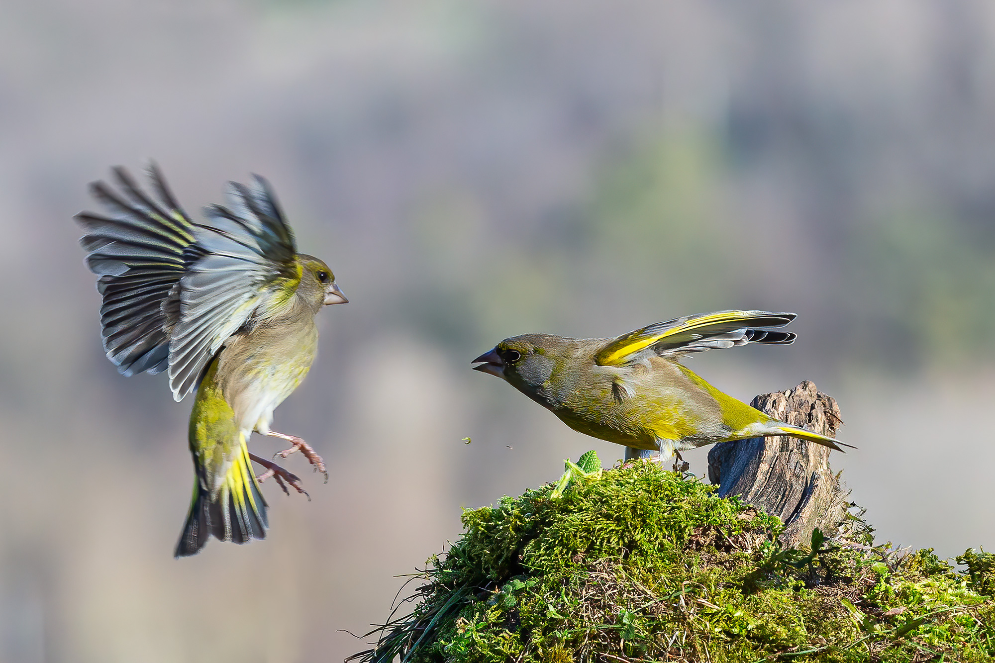 Scaramucce tra titani