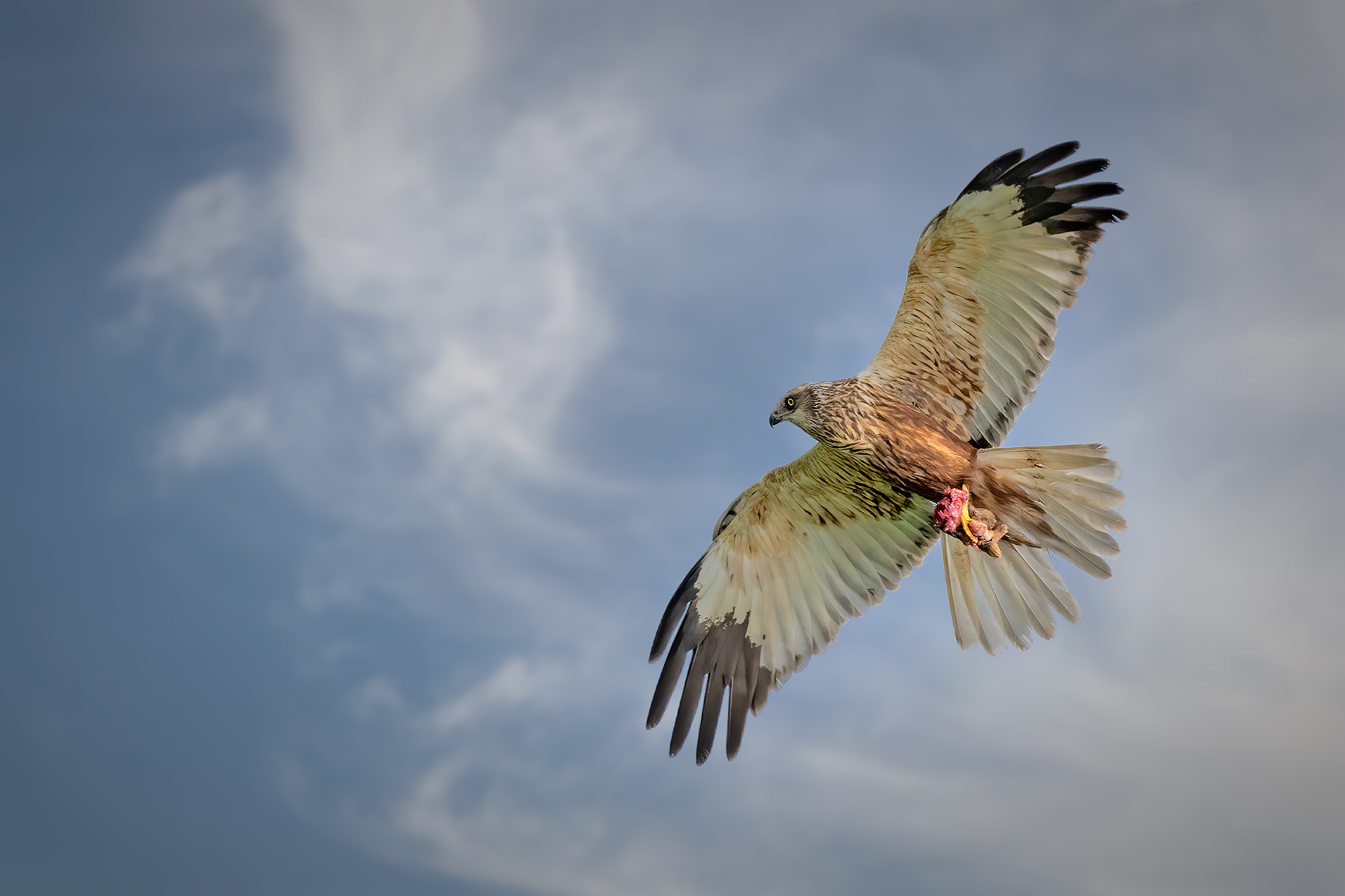 Falco di palude con preda