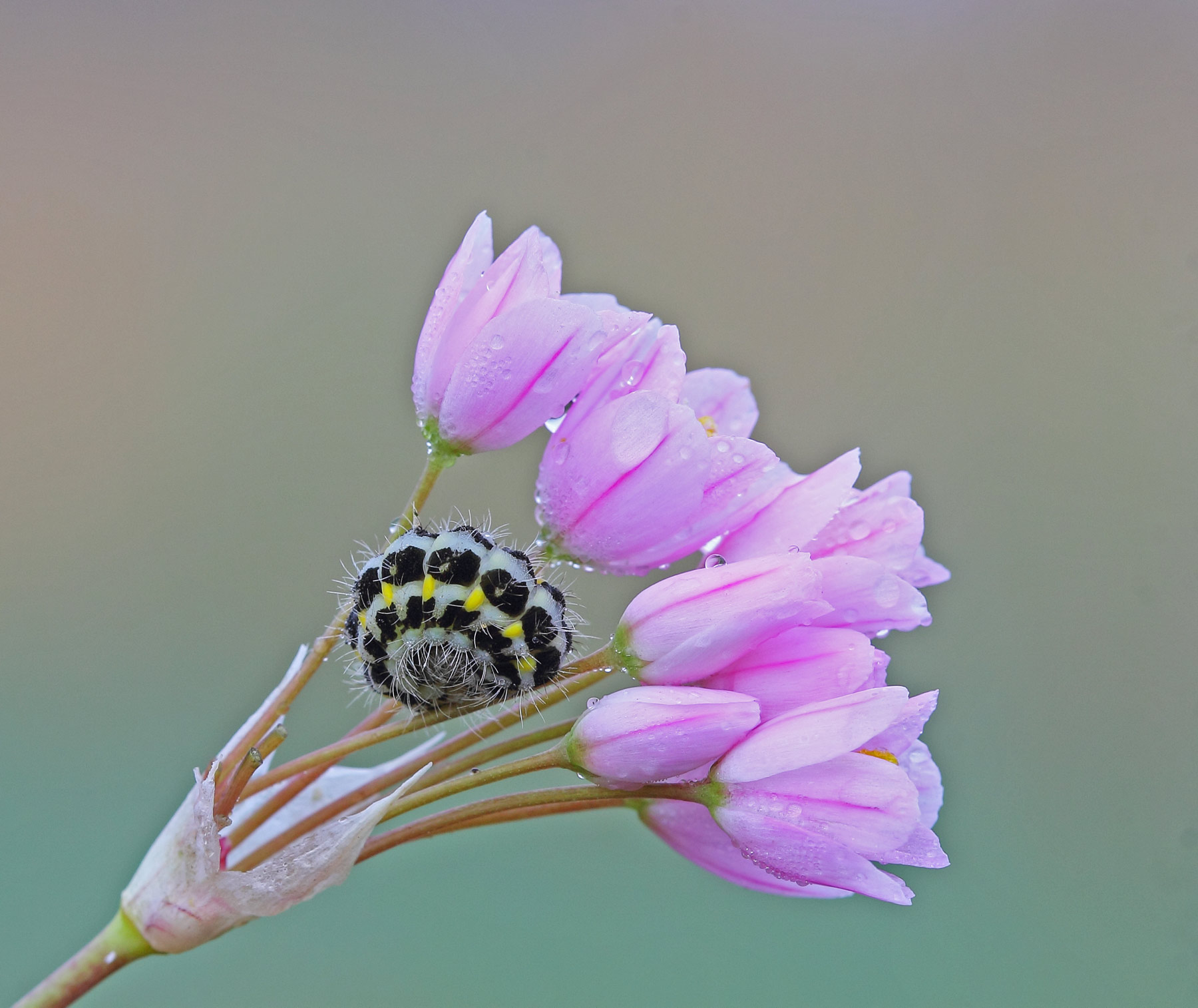 caterpillar curled up