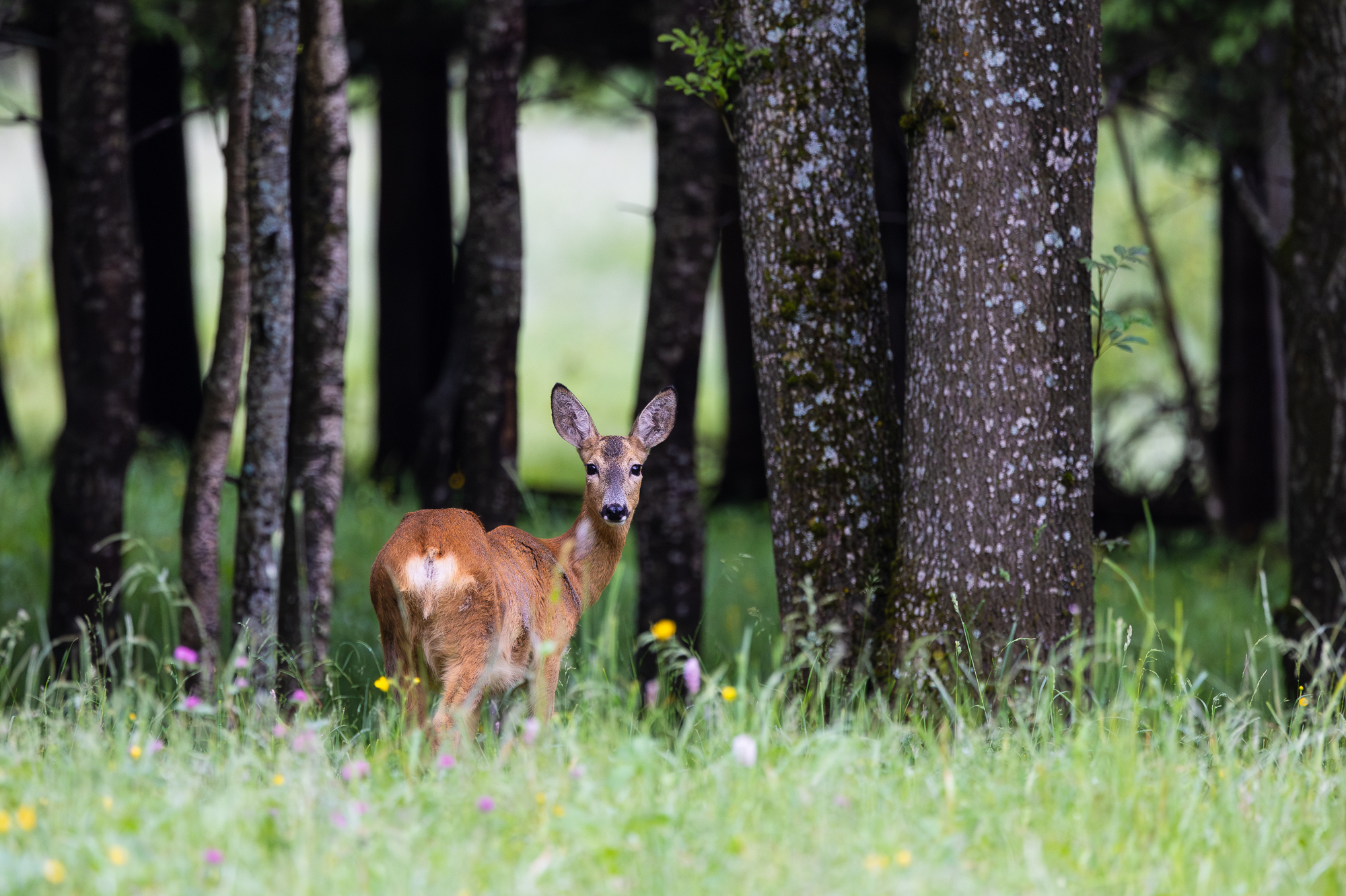 Roe deer
