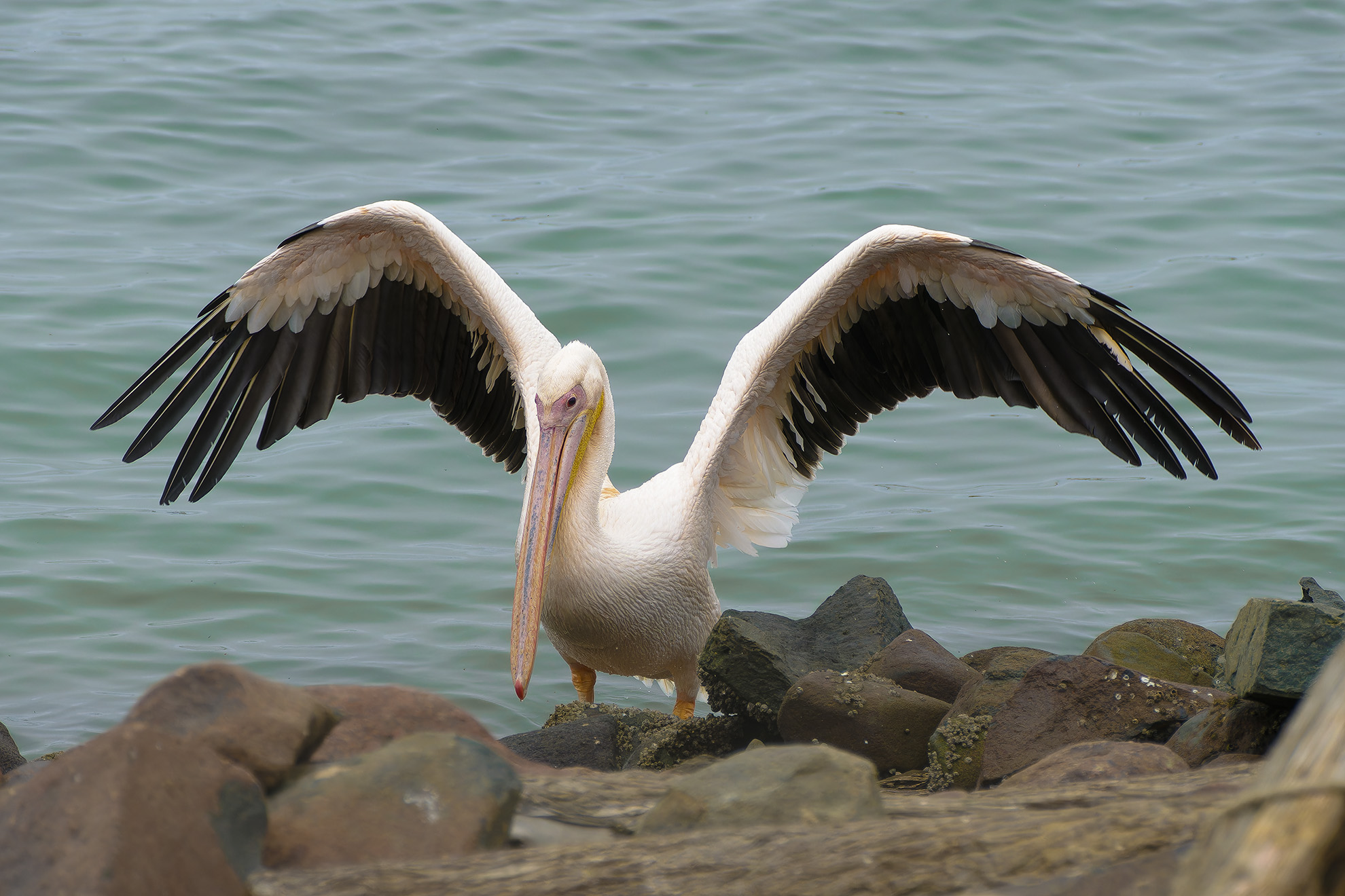 Pelican