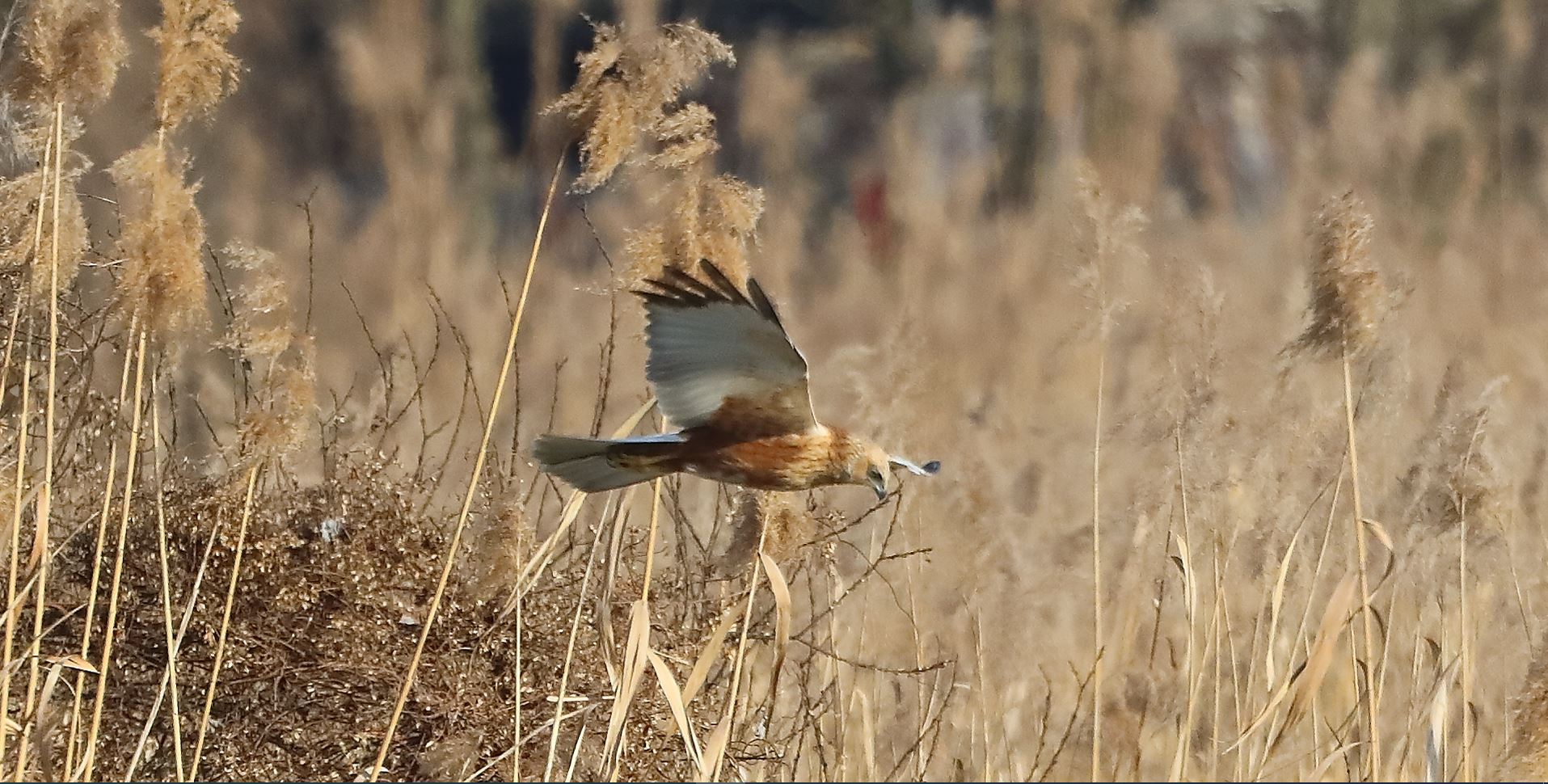 Falco di palude 03-02-2023