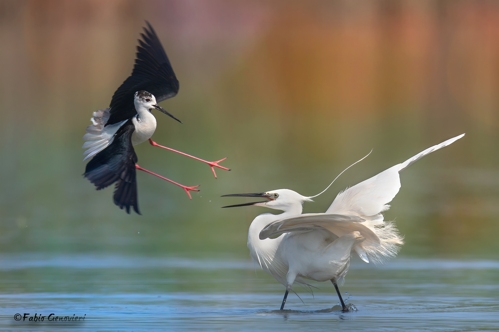 Knight of Italy VS Egret