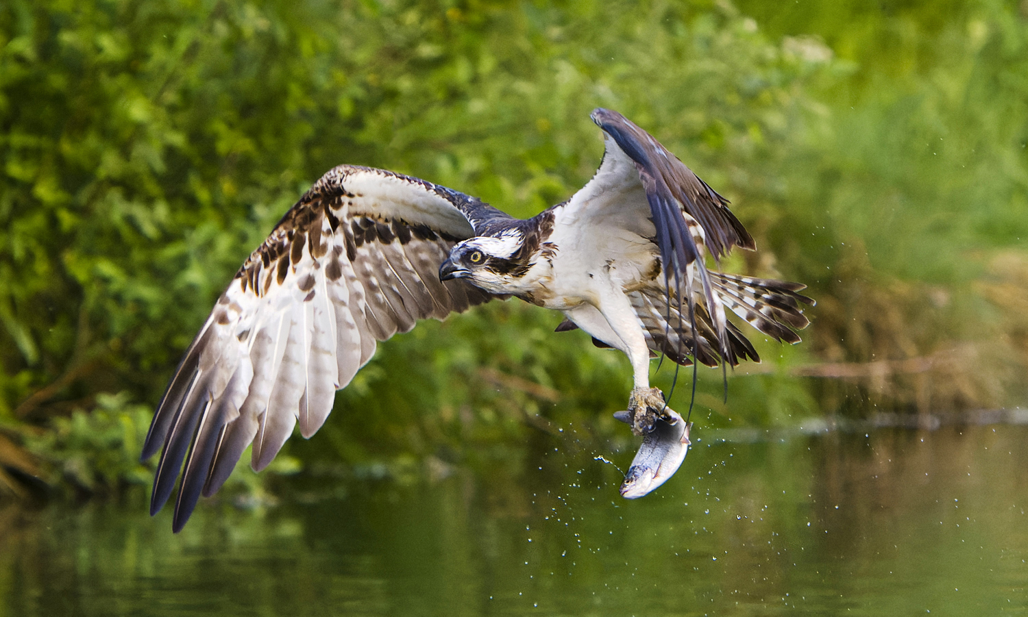Falco pescatore