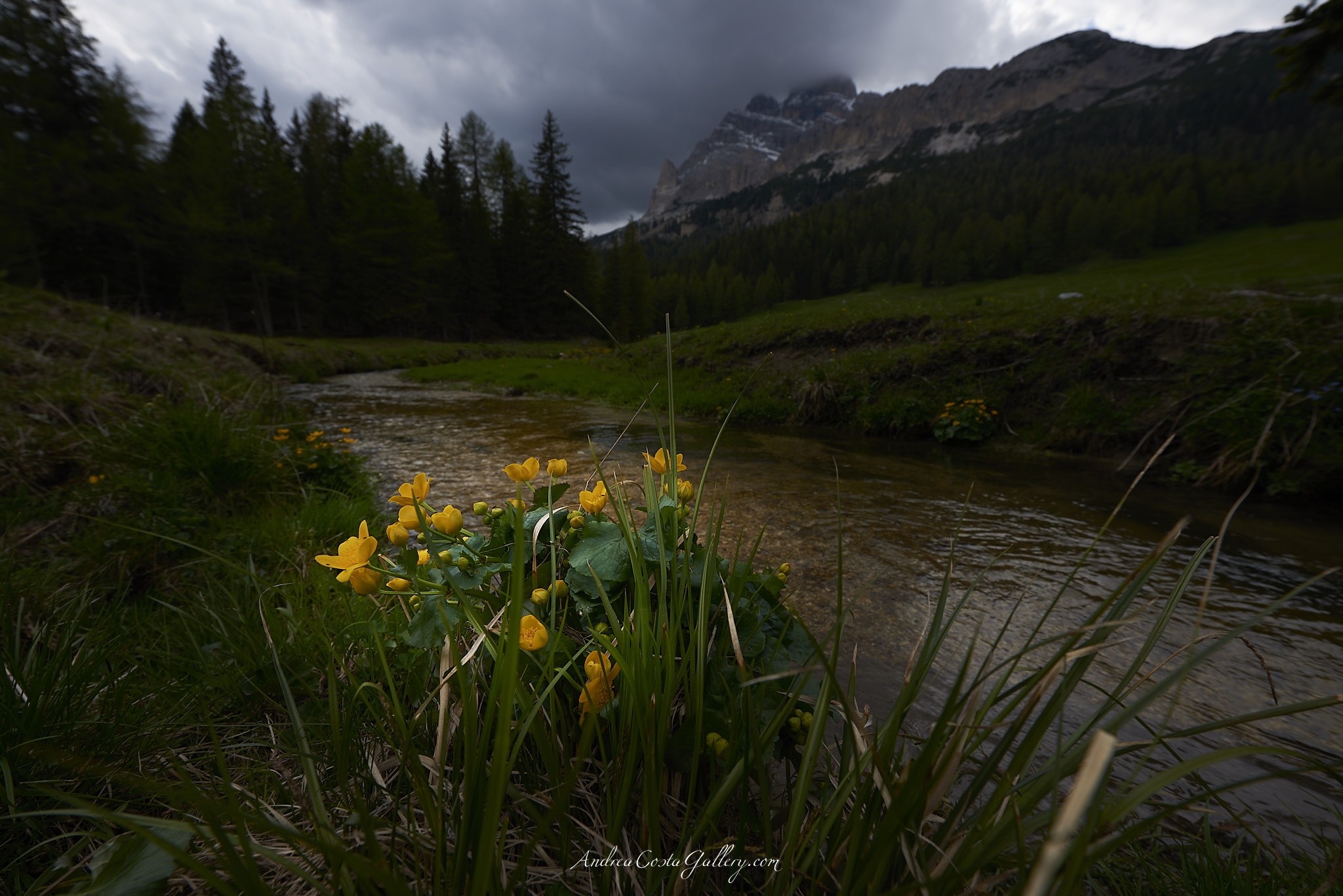 Atmosfere floreali