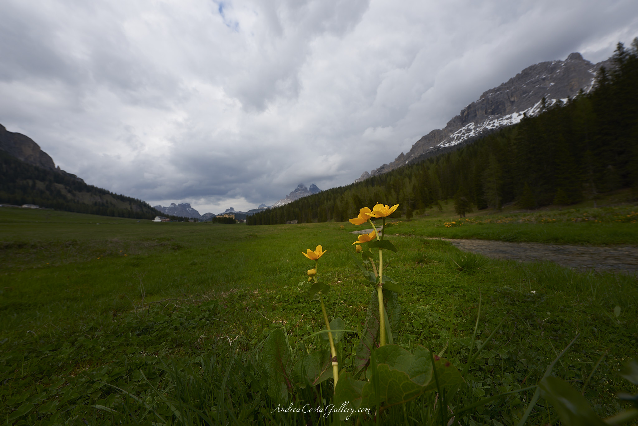 Fiore Dolomitico