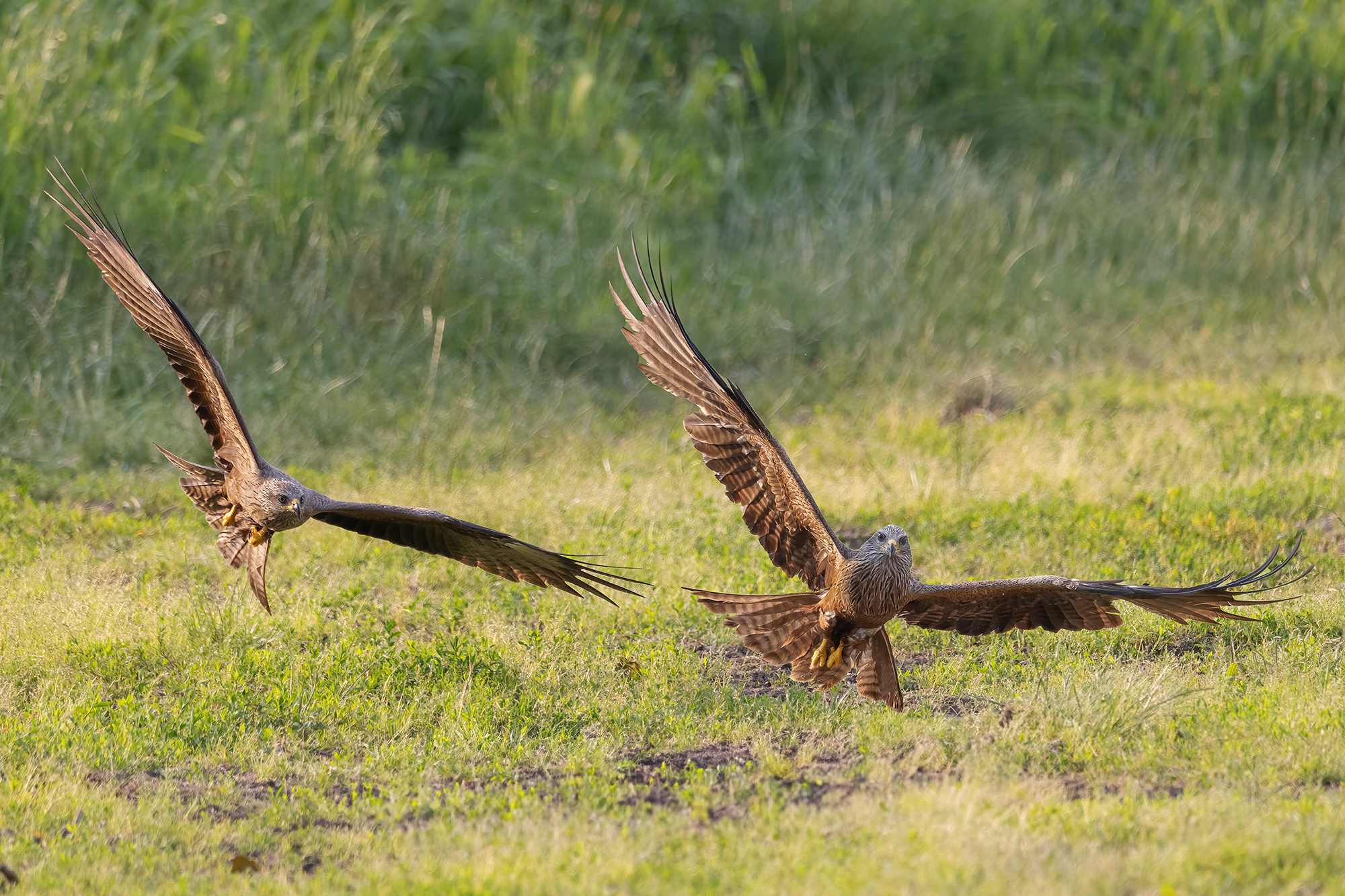 Brown kites