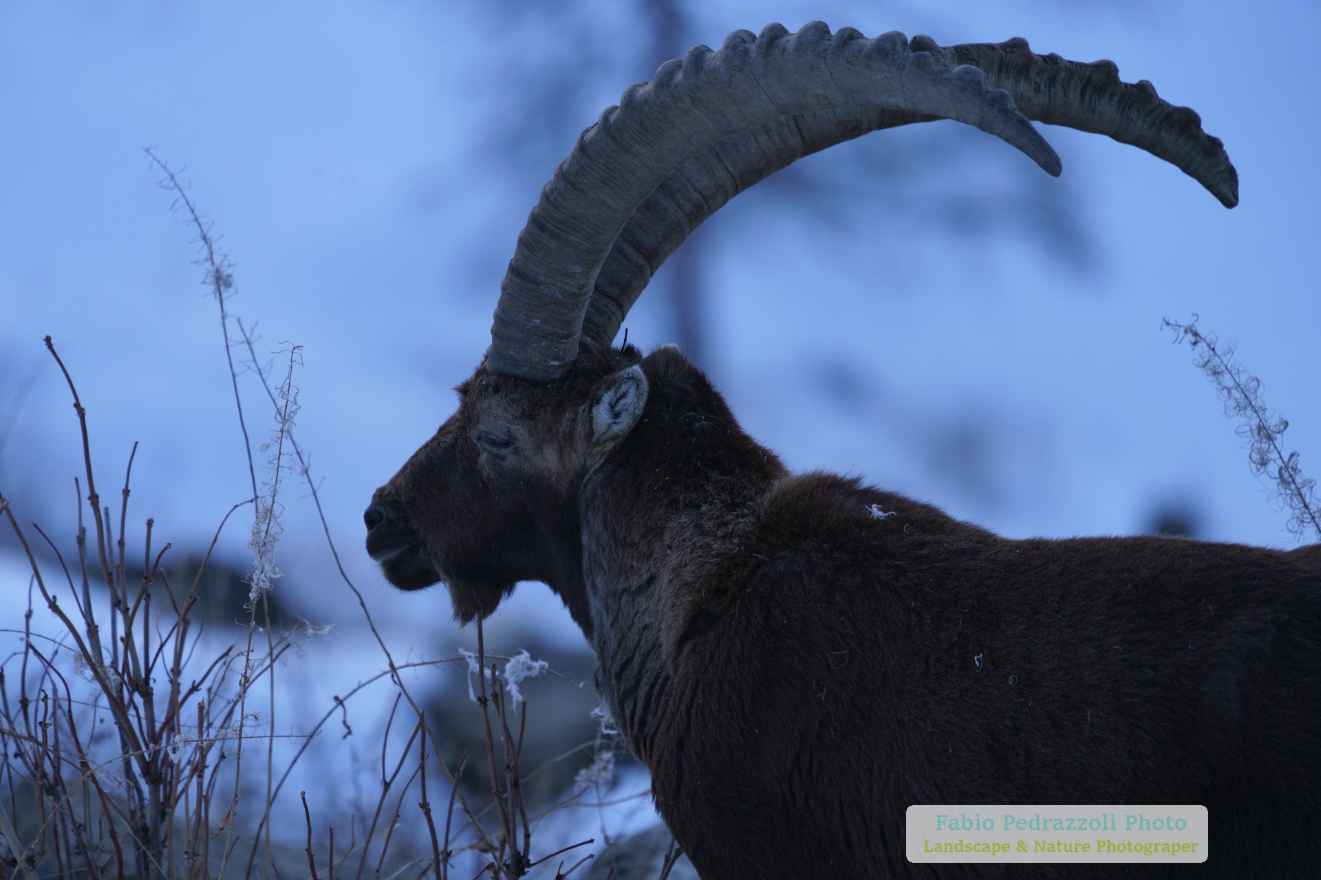 Ibex at dawn