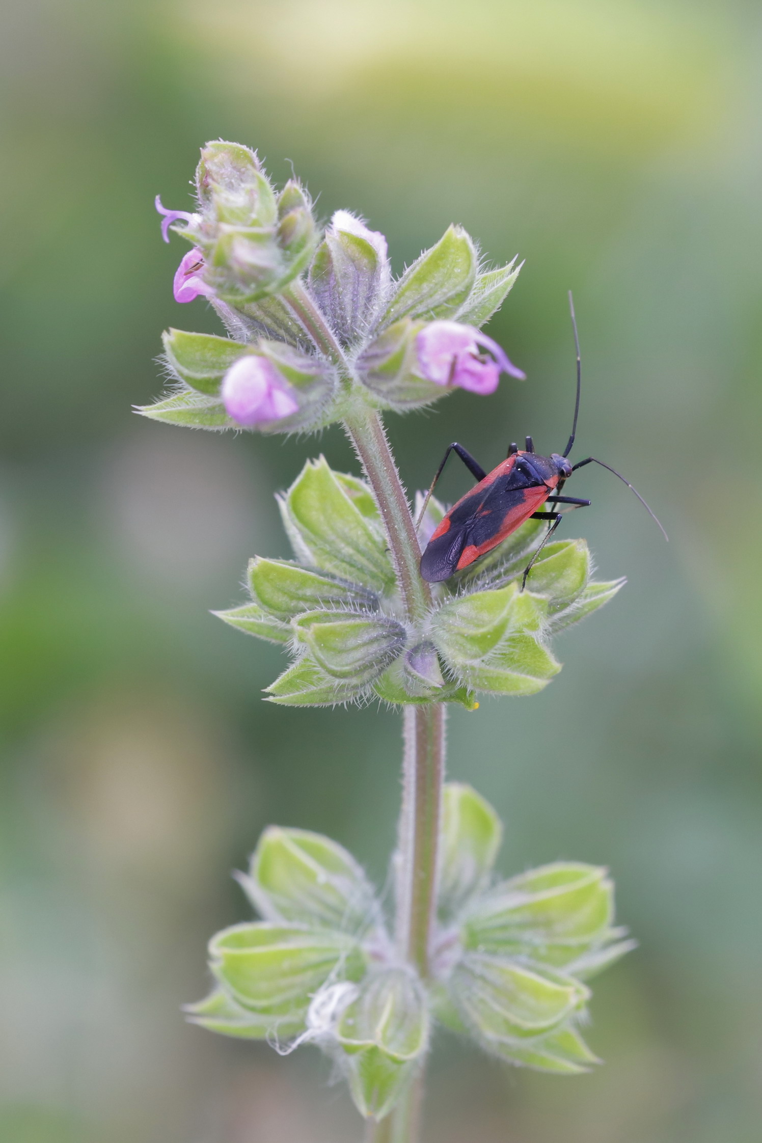Calocoris nemoralis