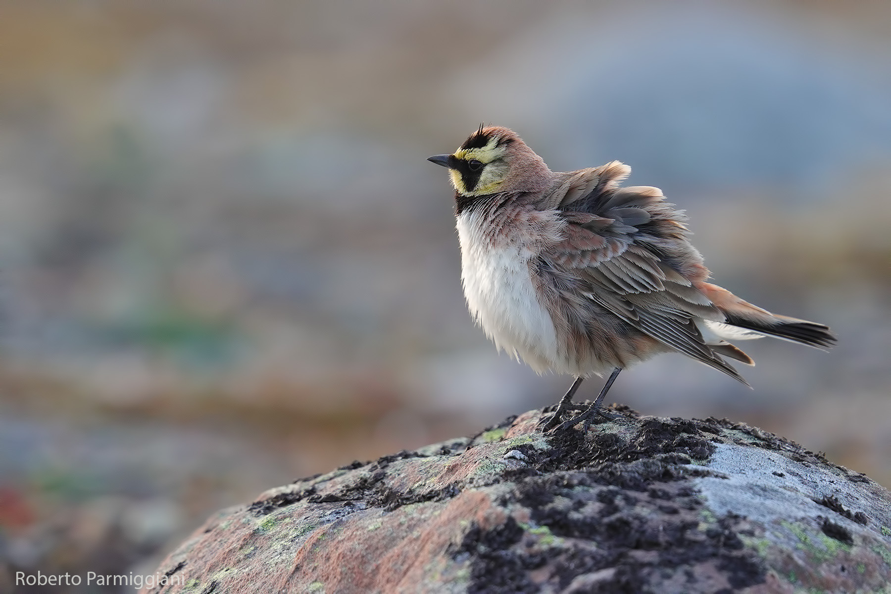 Shore lark