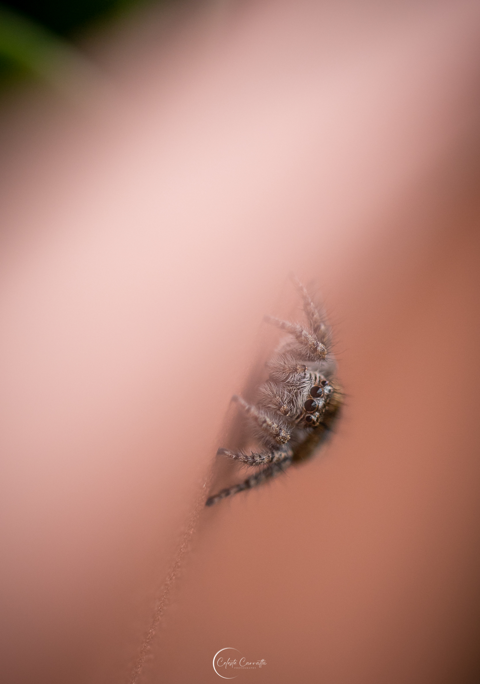 Spider 2