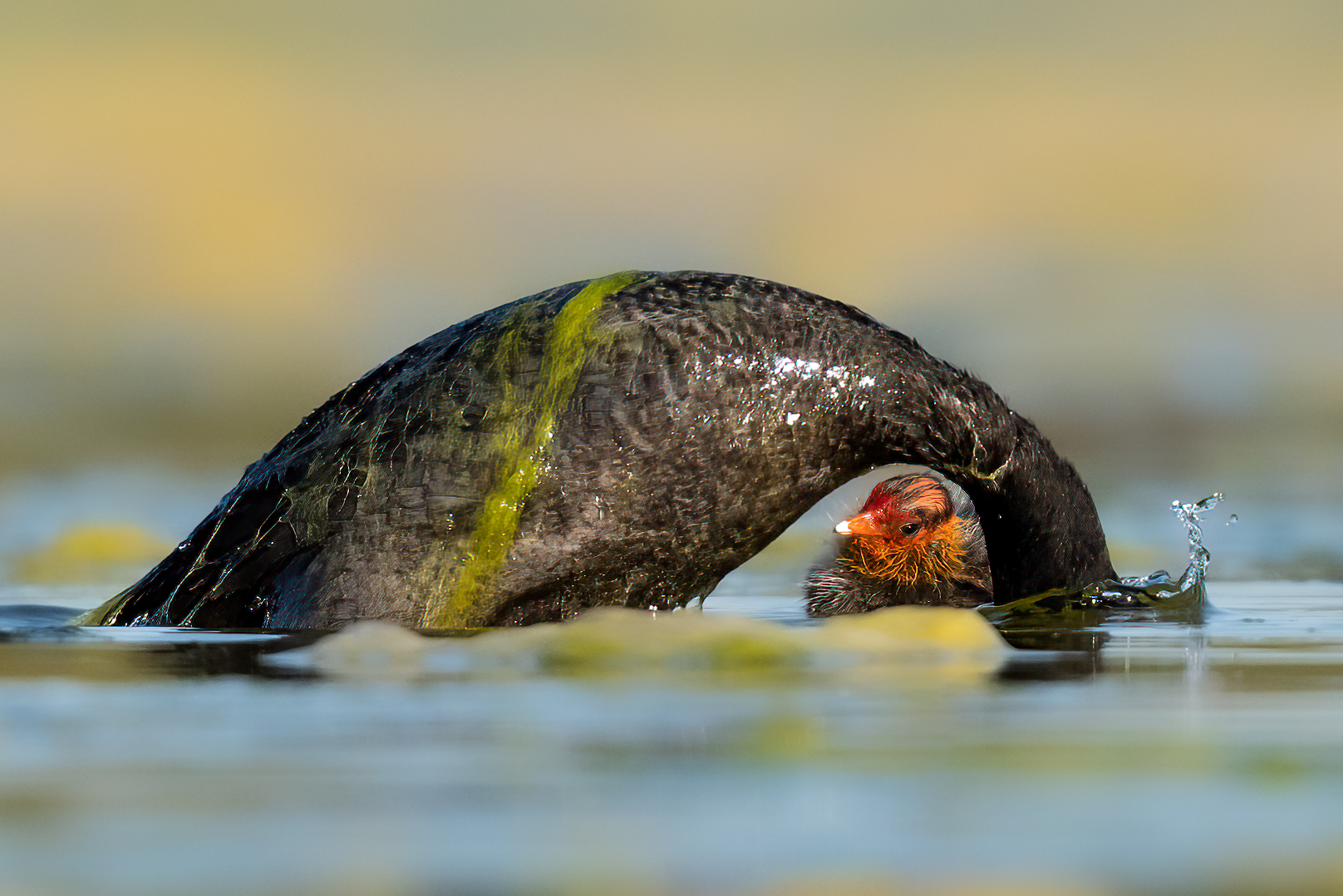Folaghe (Fulica atra)