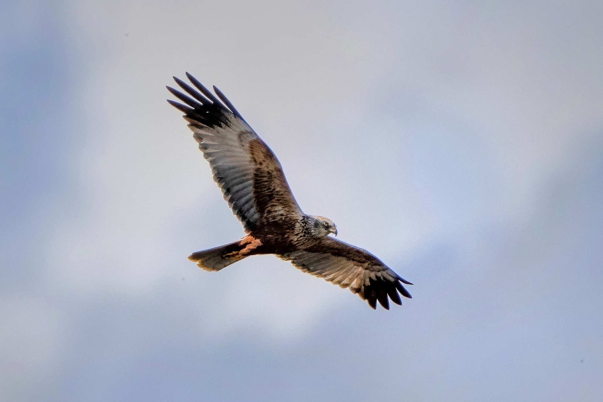 Marsh harrier (Circus aeruginosus)
