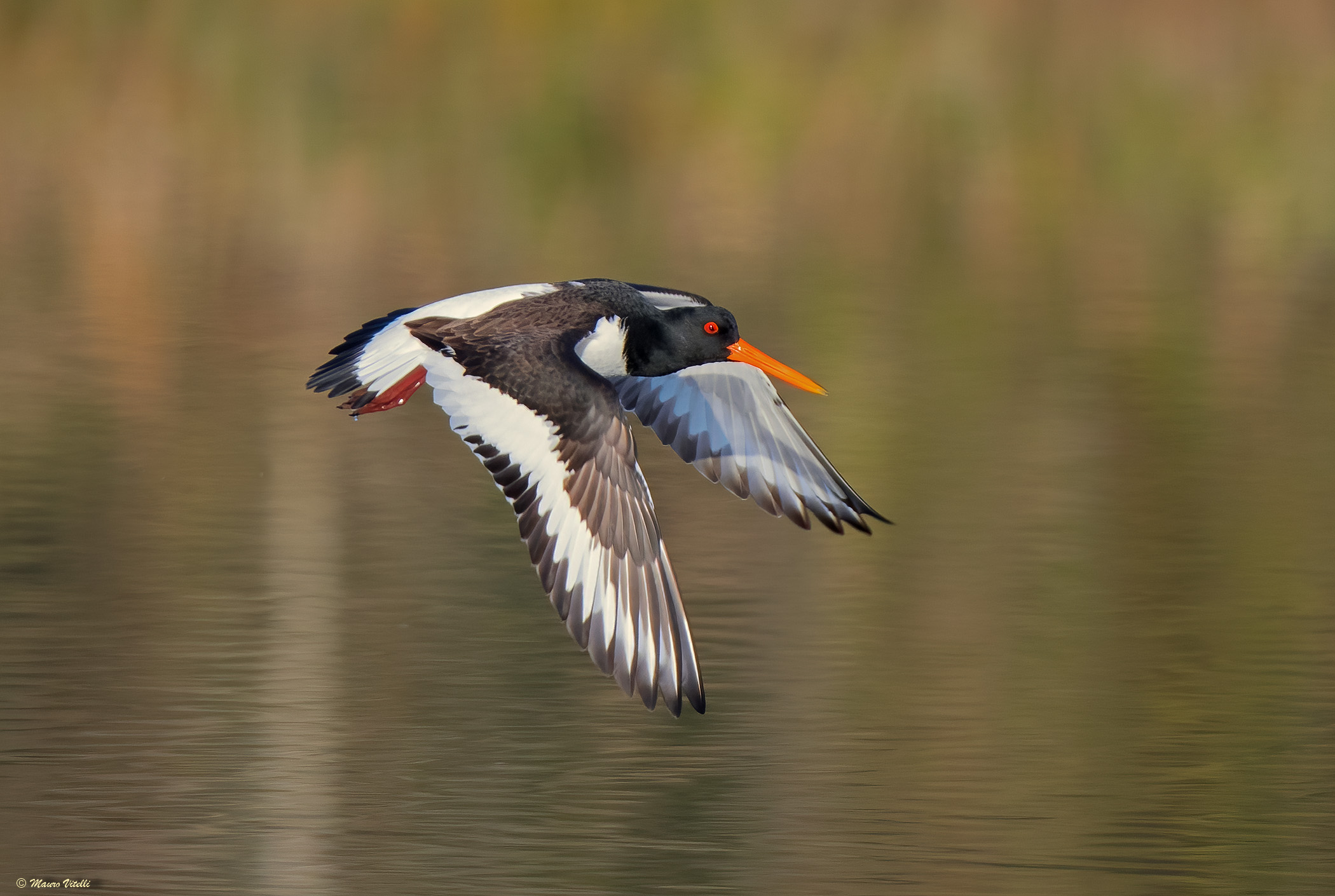 Oystercatcher (Haematopus ostralegus)