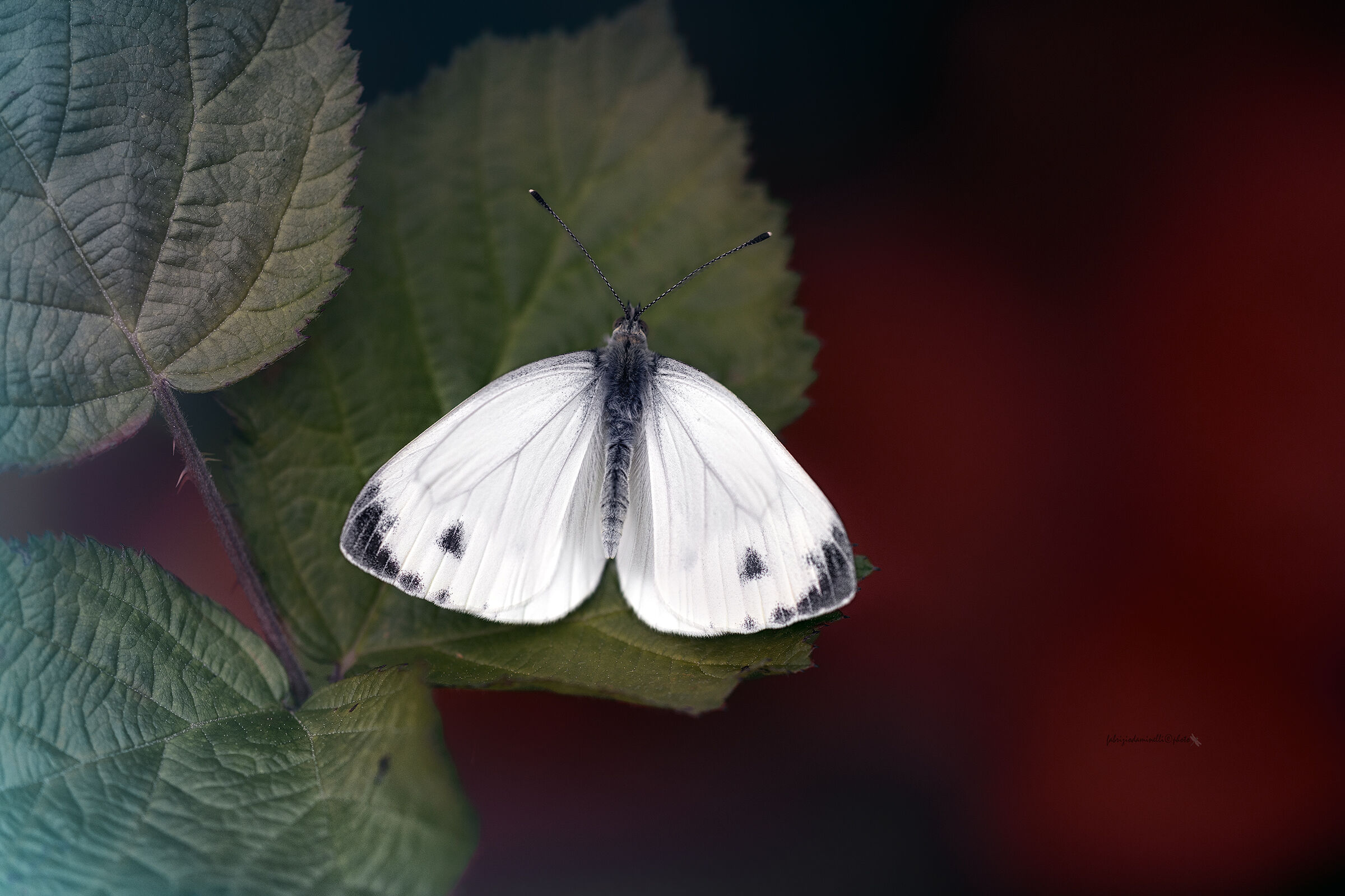 Pieris napi - Green-veined White