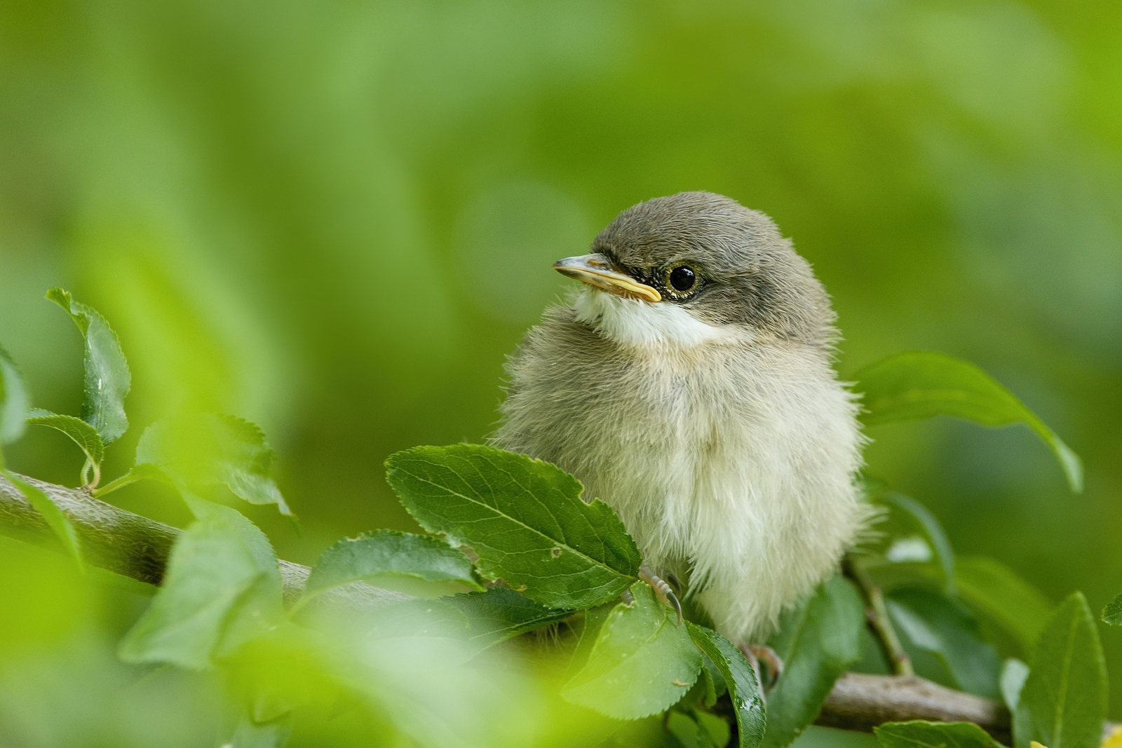 Giovane Phylloscopus collybita