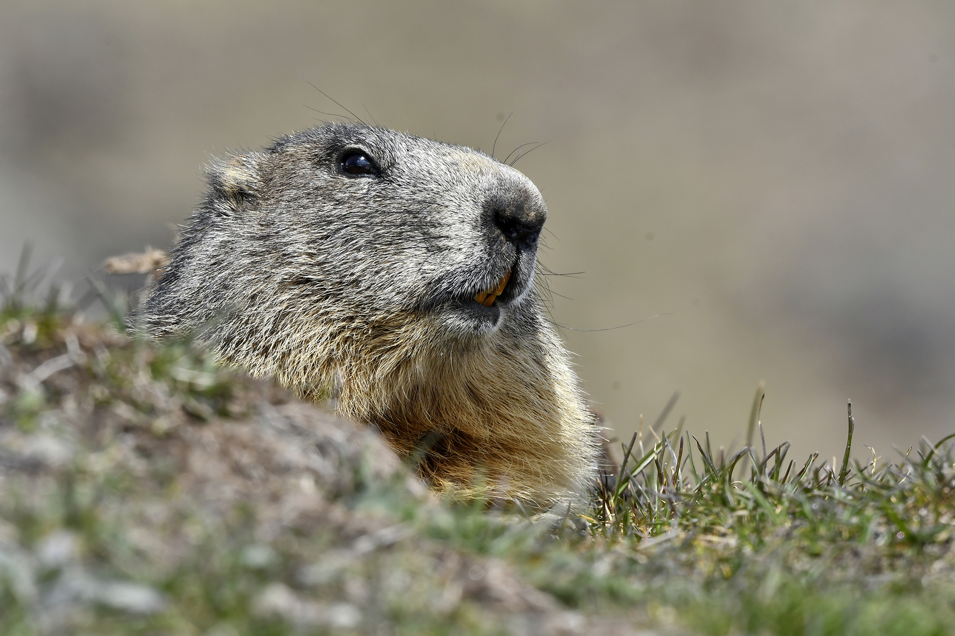 Marmot