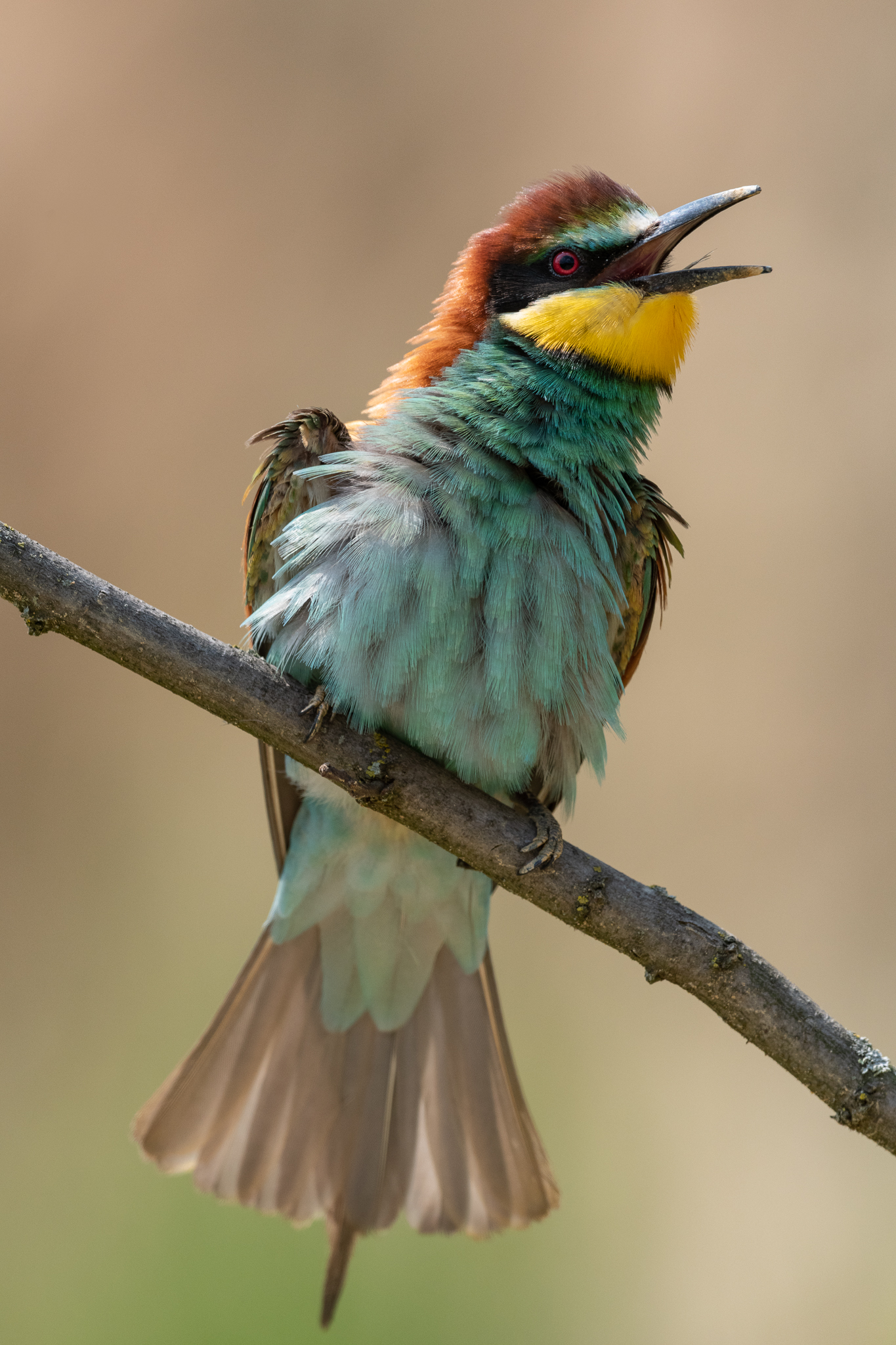Angry Bee-eater!