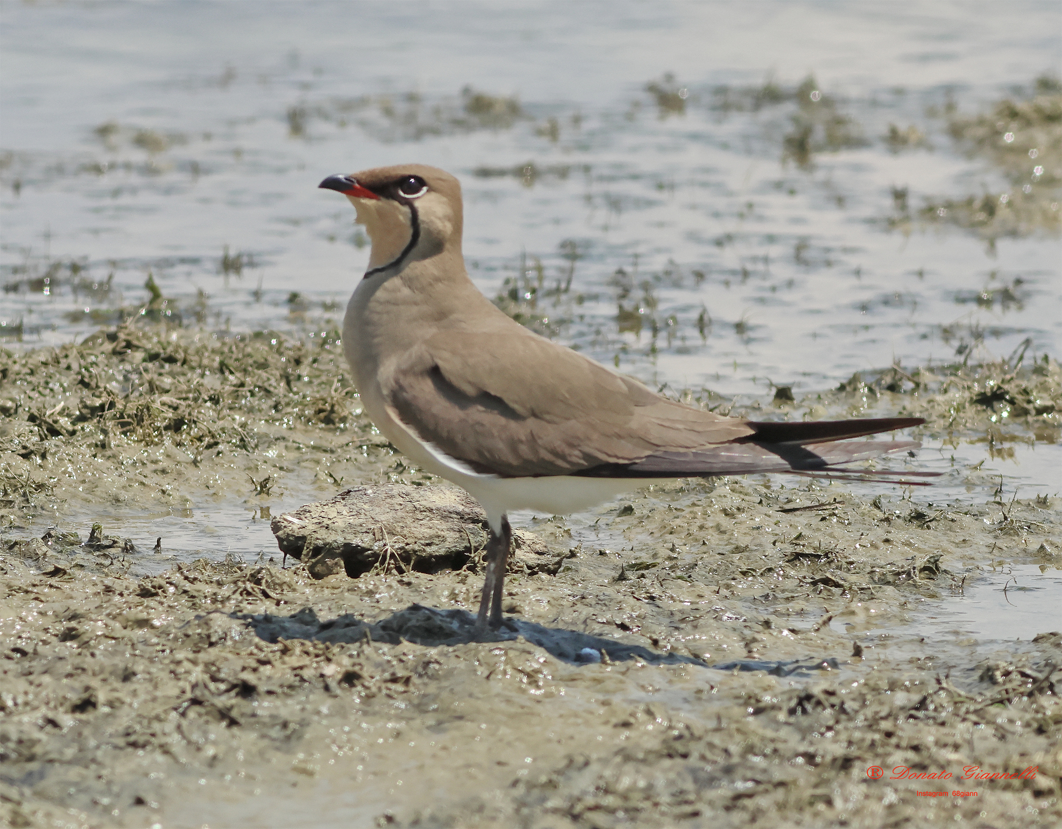 Sea partridge