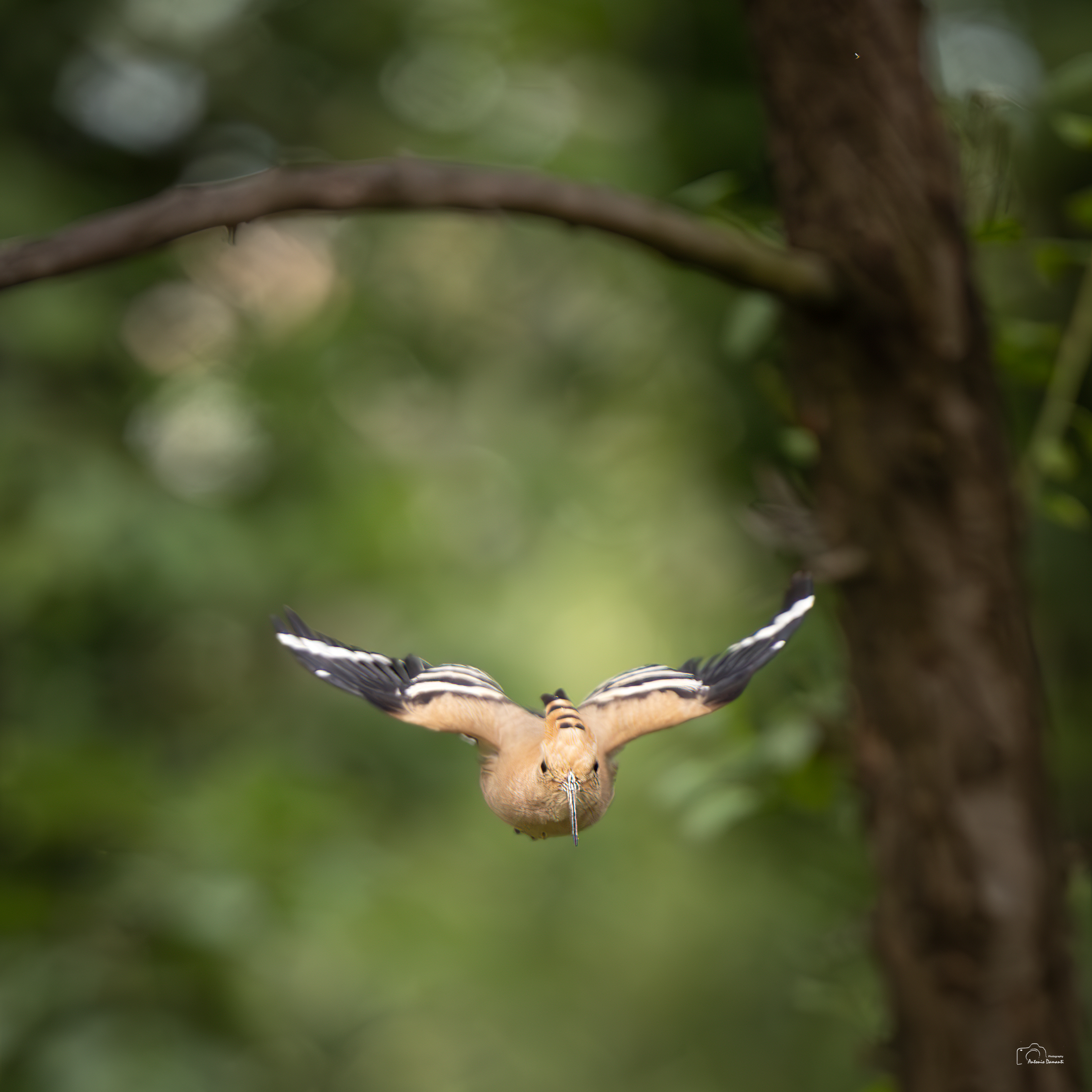 Hoopoe flying from the branch