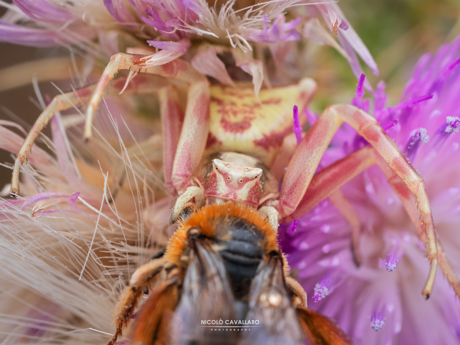 Ragno camaleonte (Thomisus onustus)