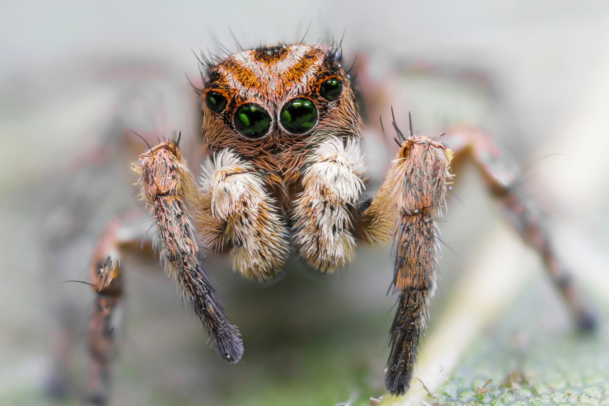 Aelurillus v-insignitus