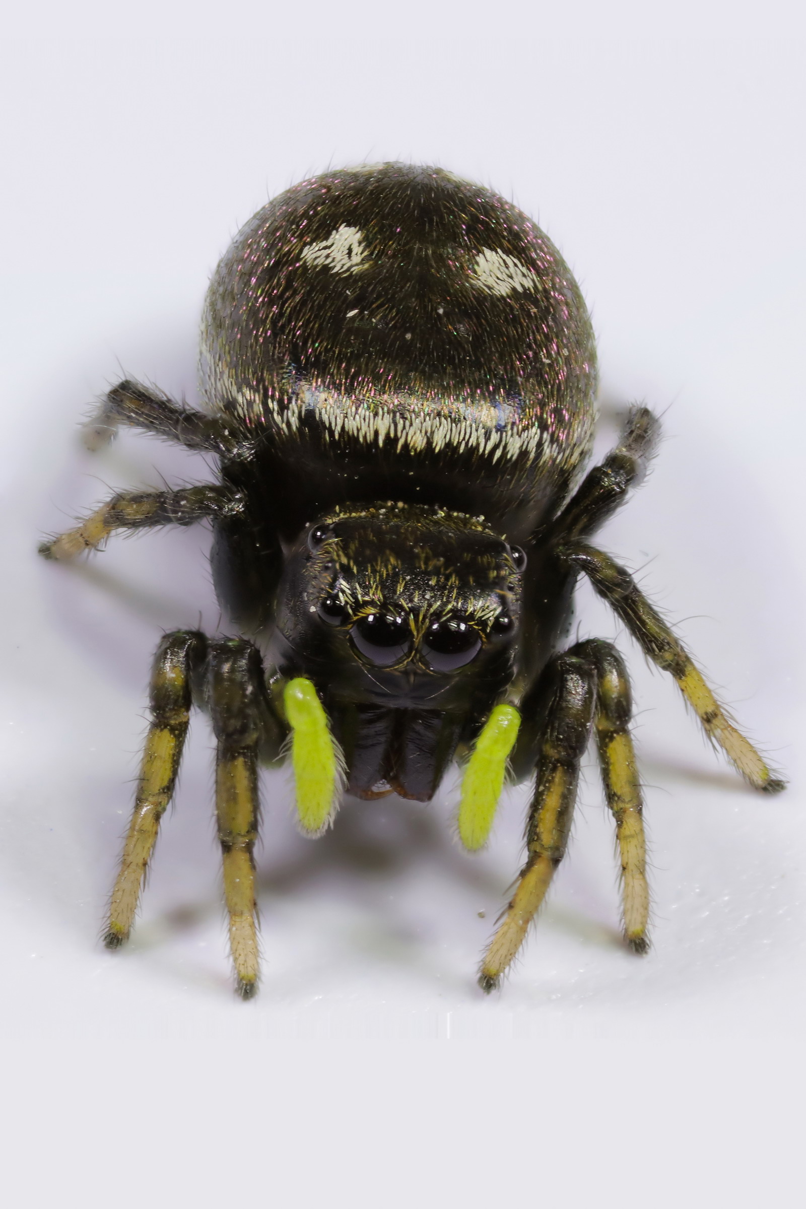 Heliophanus sp.