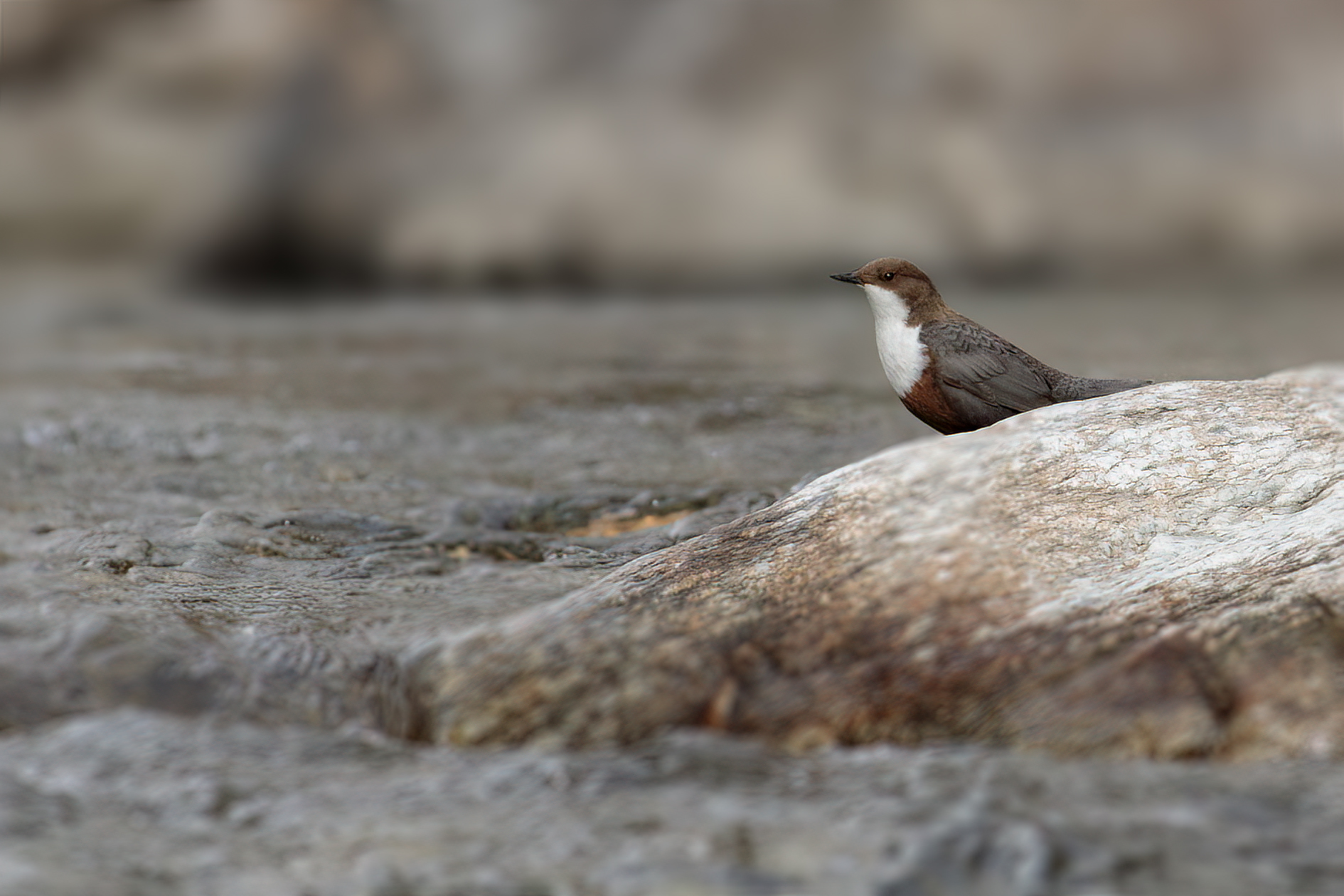 Dipper laying