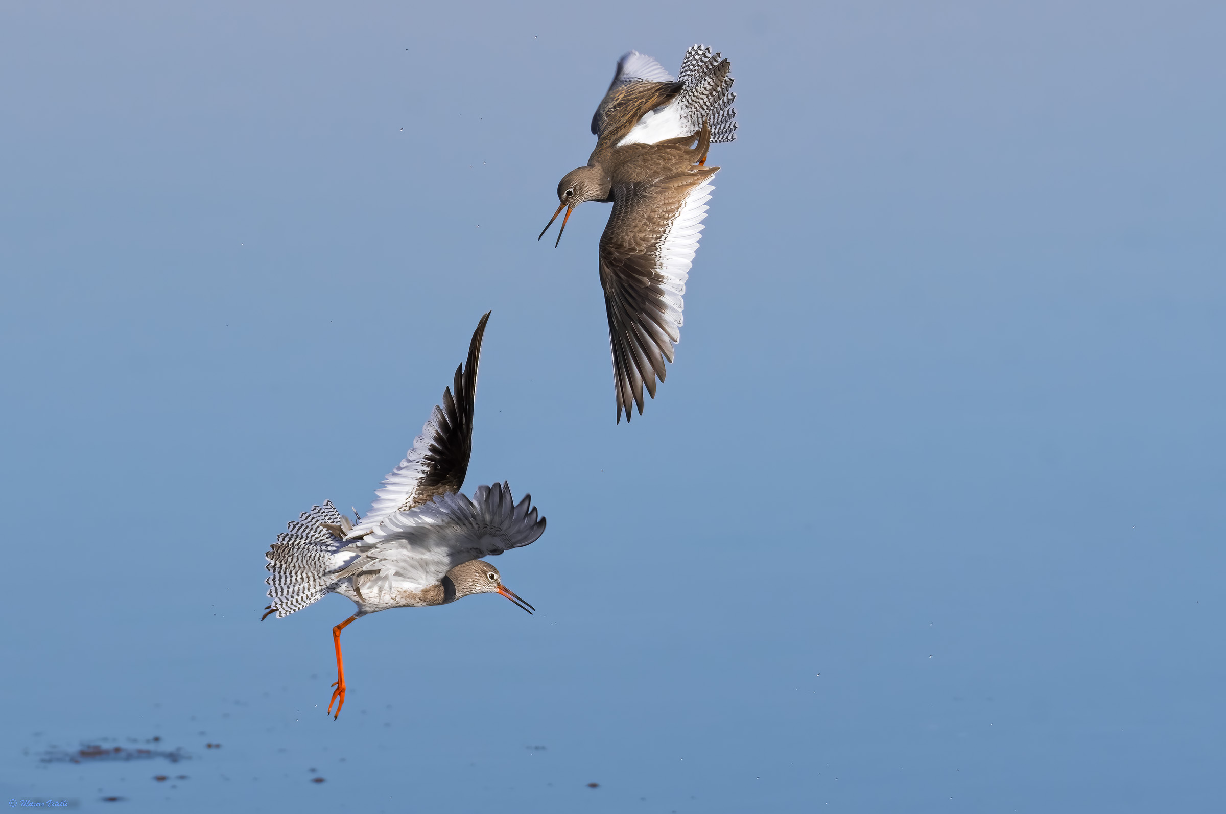 Gossip quarrel (Tringa totanus)