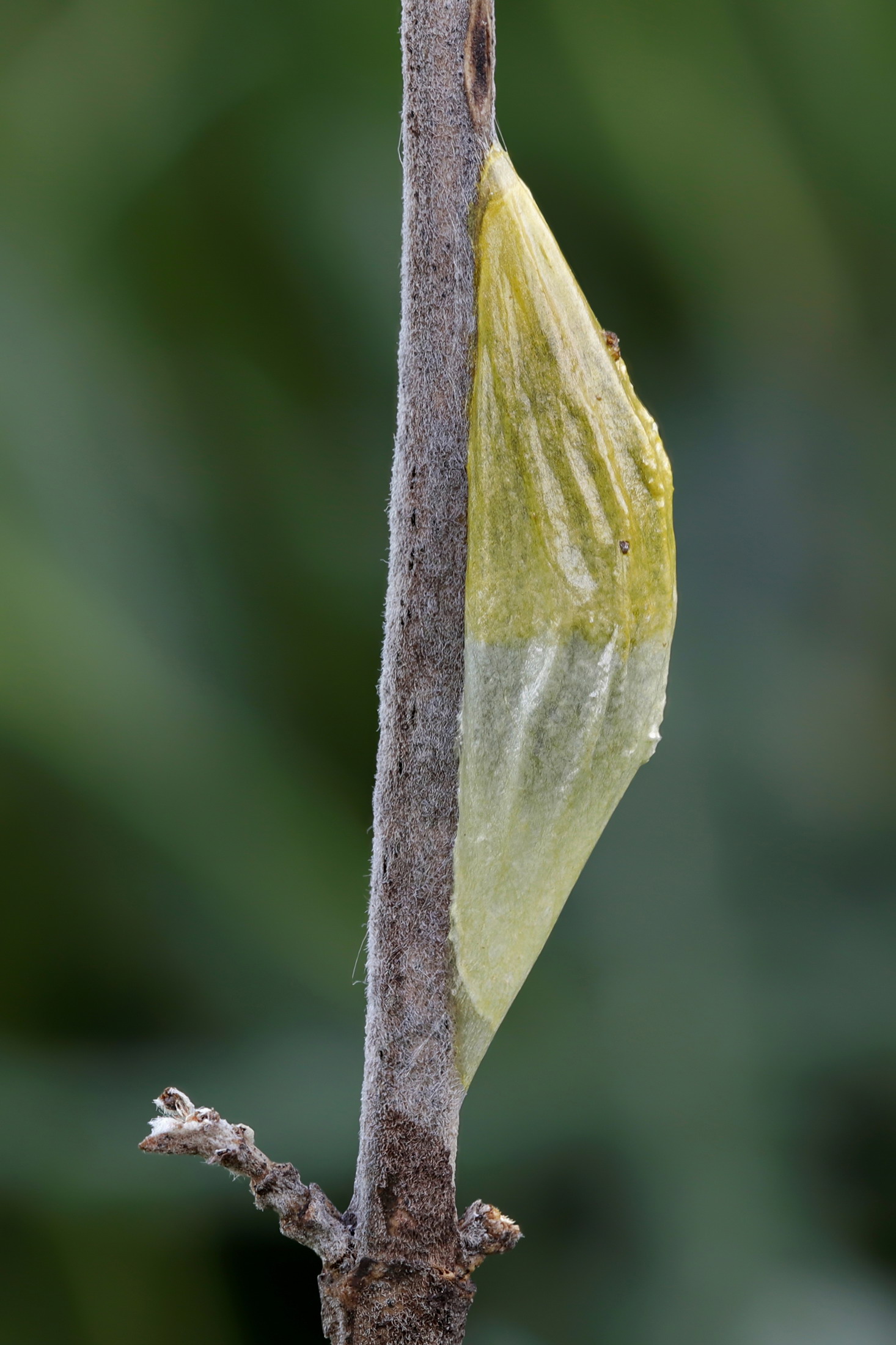 Cocoon of Zygaena sp.