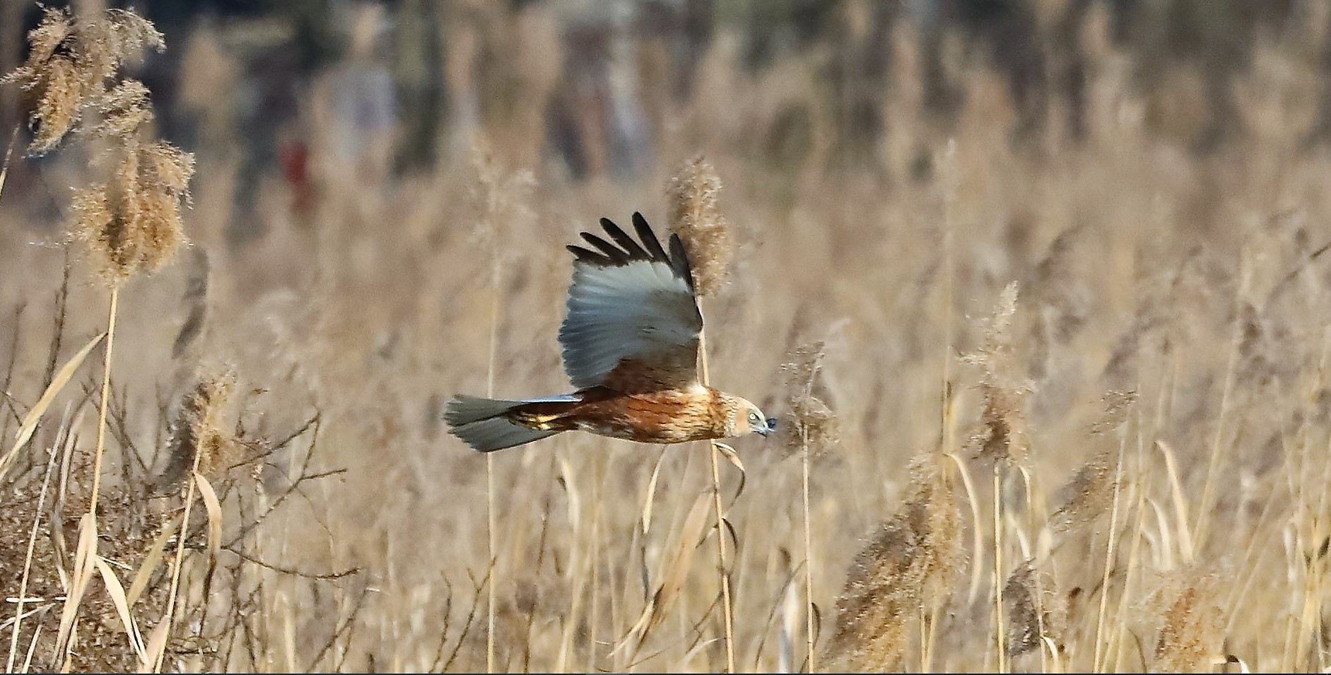Falco di palude 03-02-2023