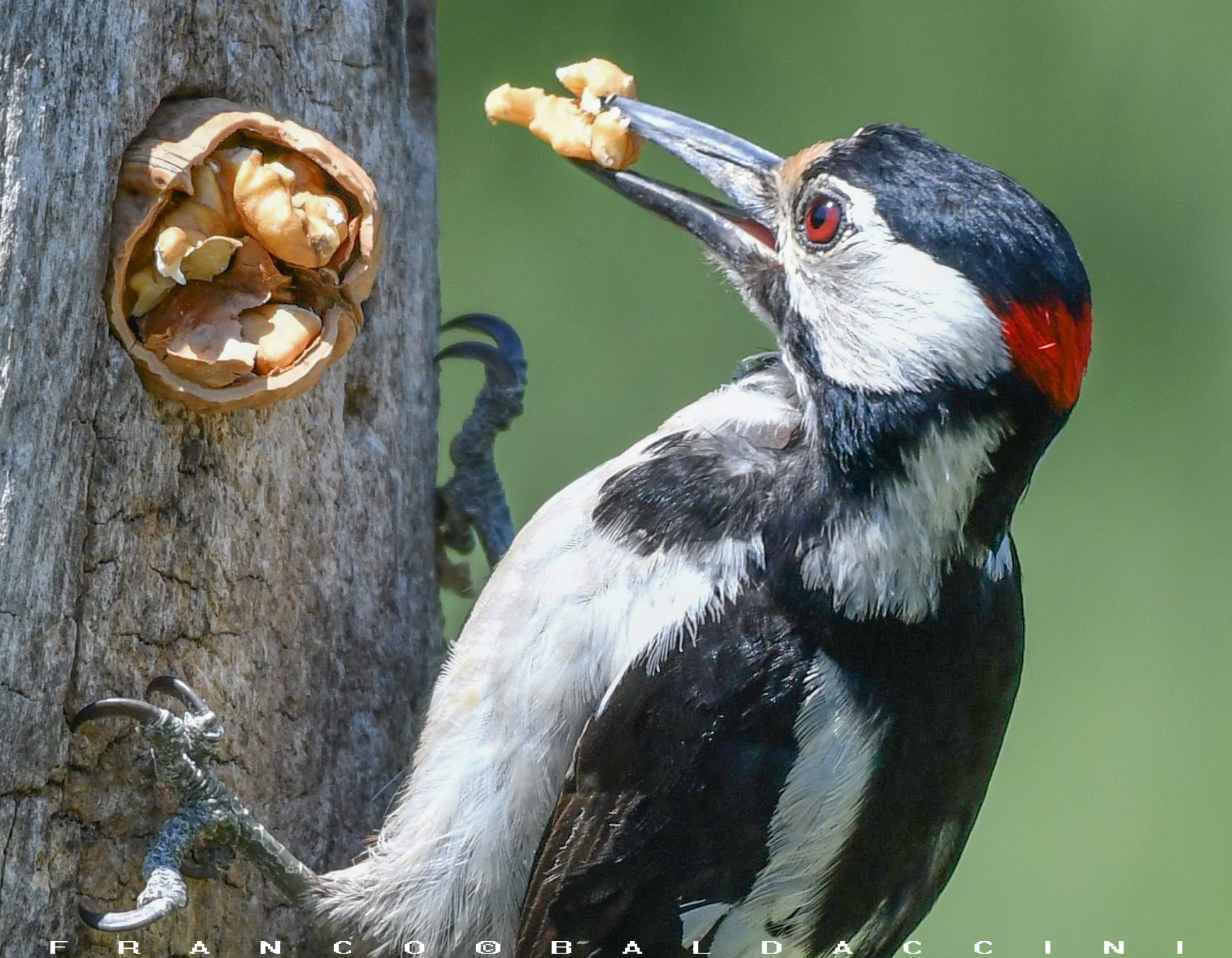 Greater spotted woodpecker.
