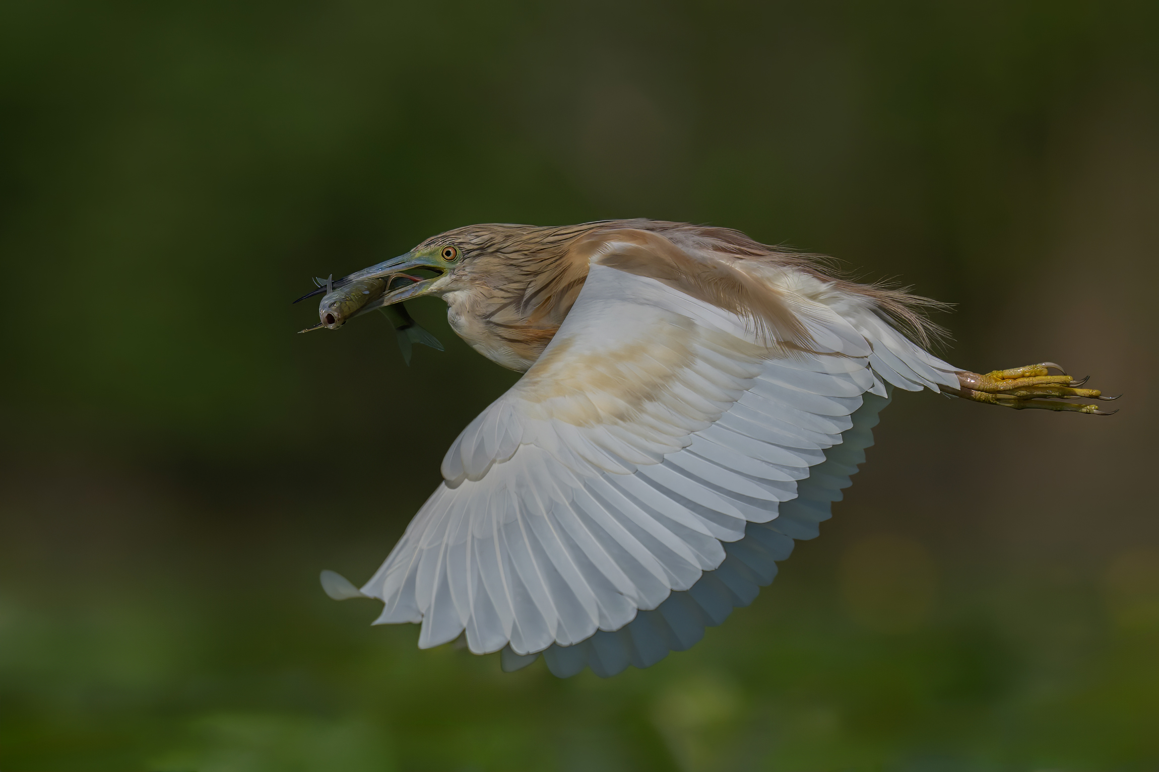 Flight with prey