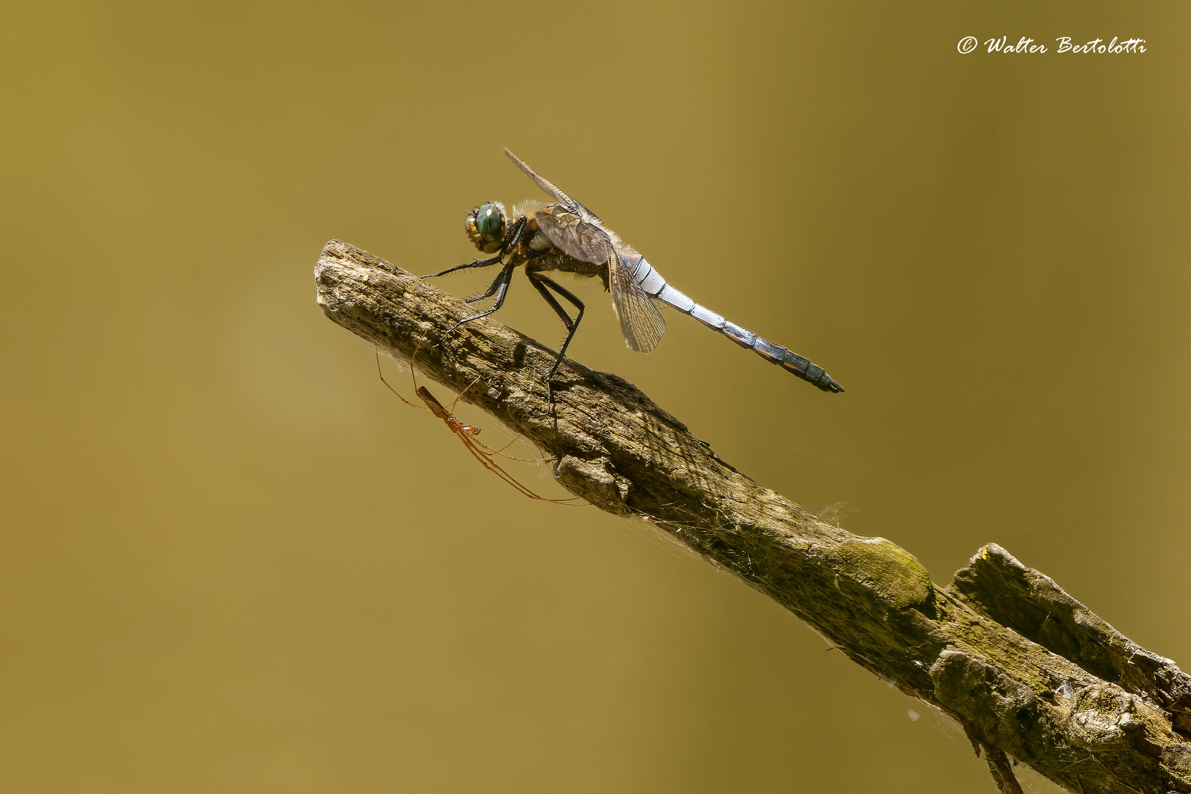 la libellula e il ragno