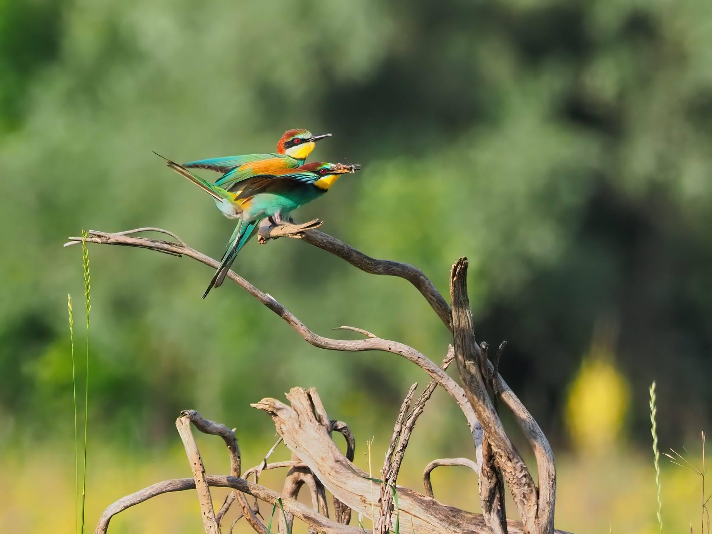 Bee-eaters (the gift)