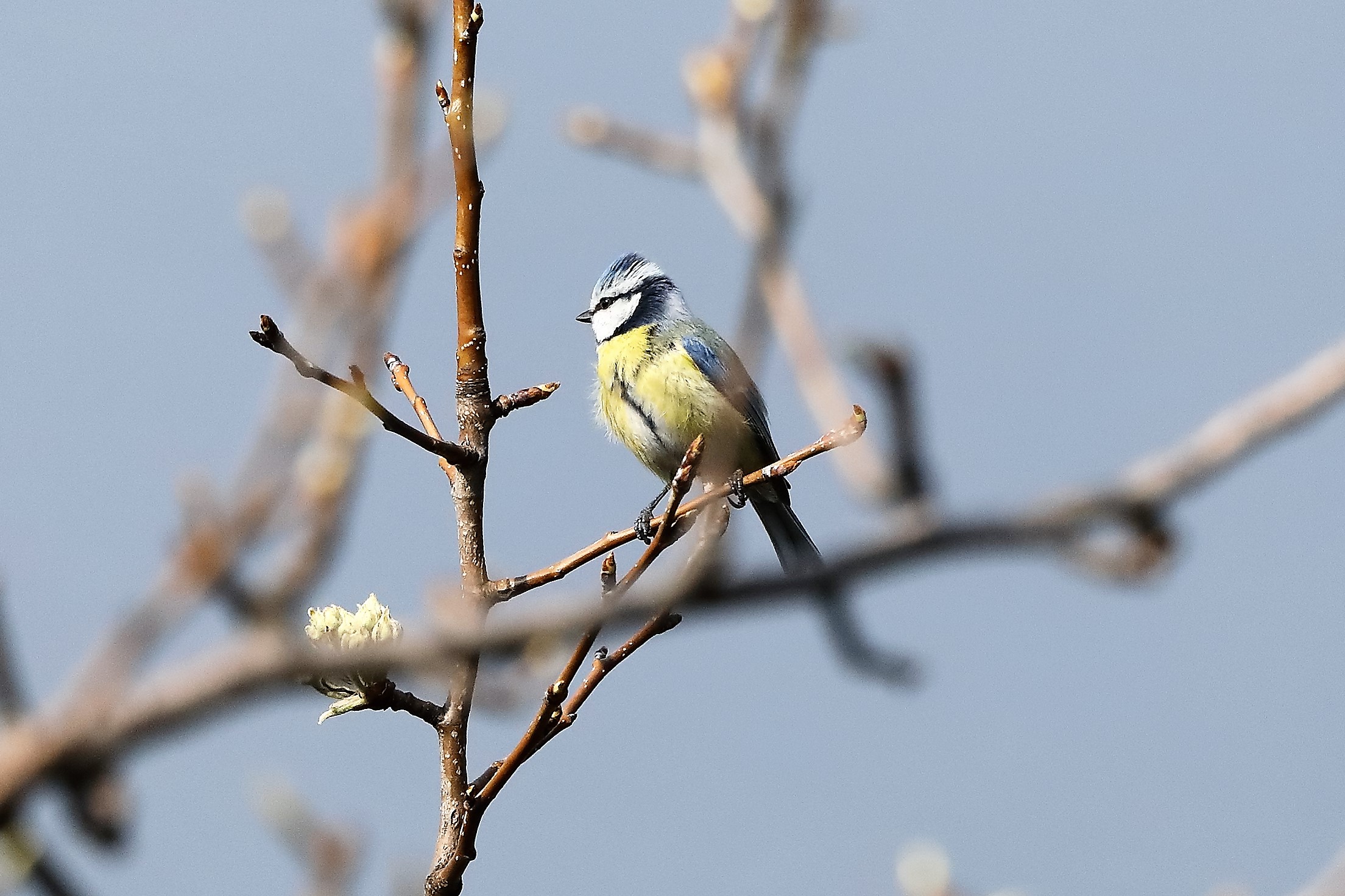 cinciarella 21-03-2023