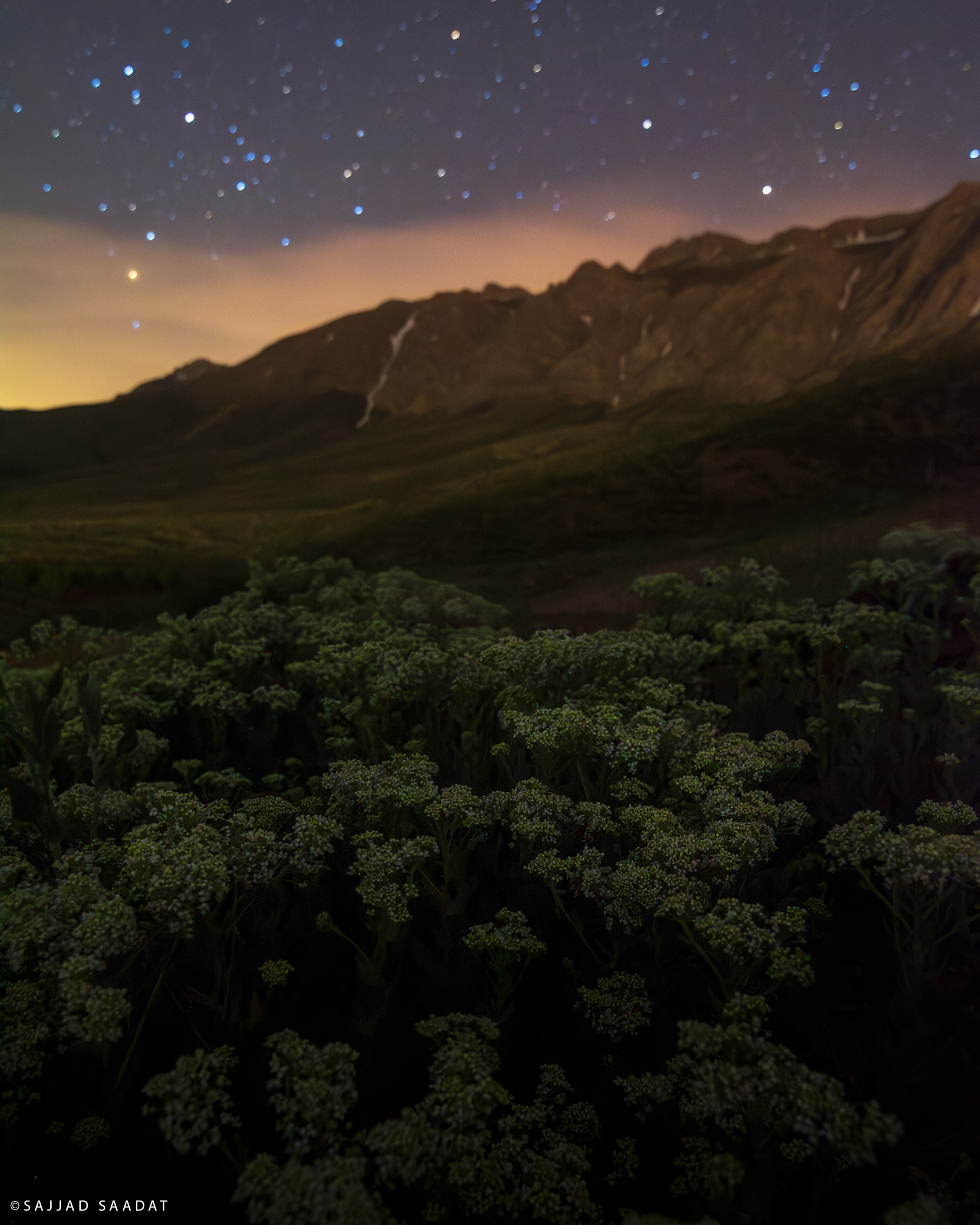 Stary Night