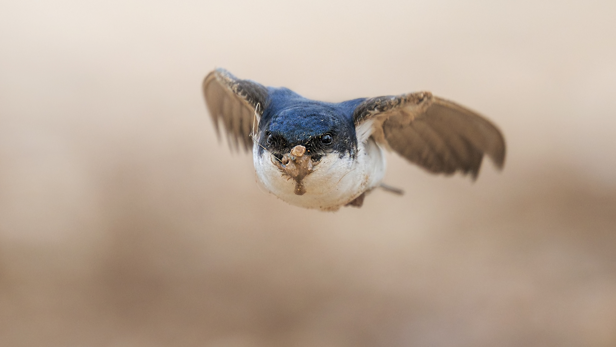 House martin