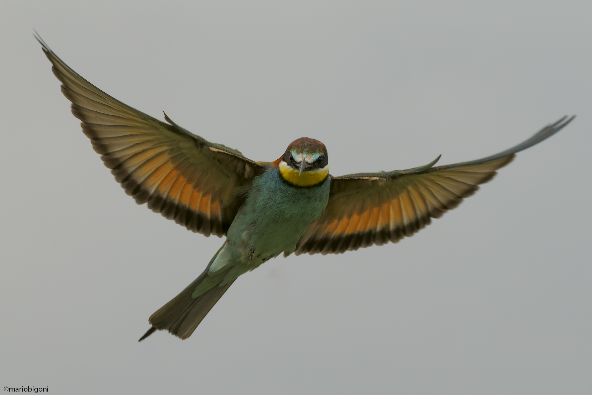 bee-eater
