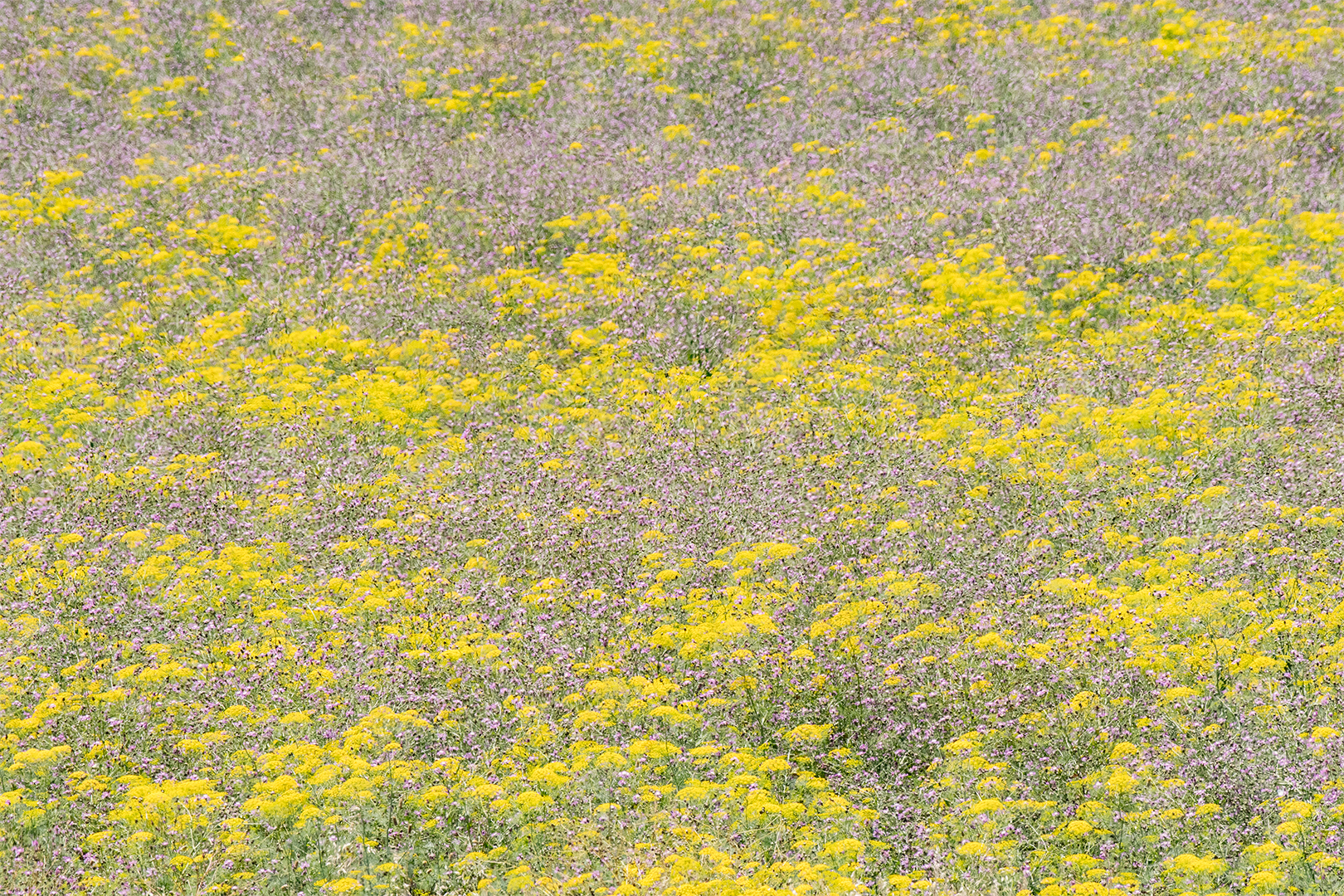 Uncultivated spring