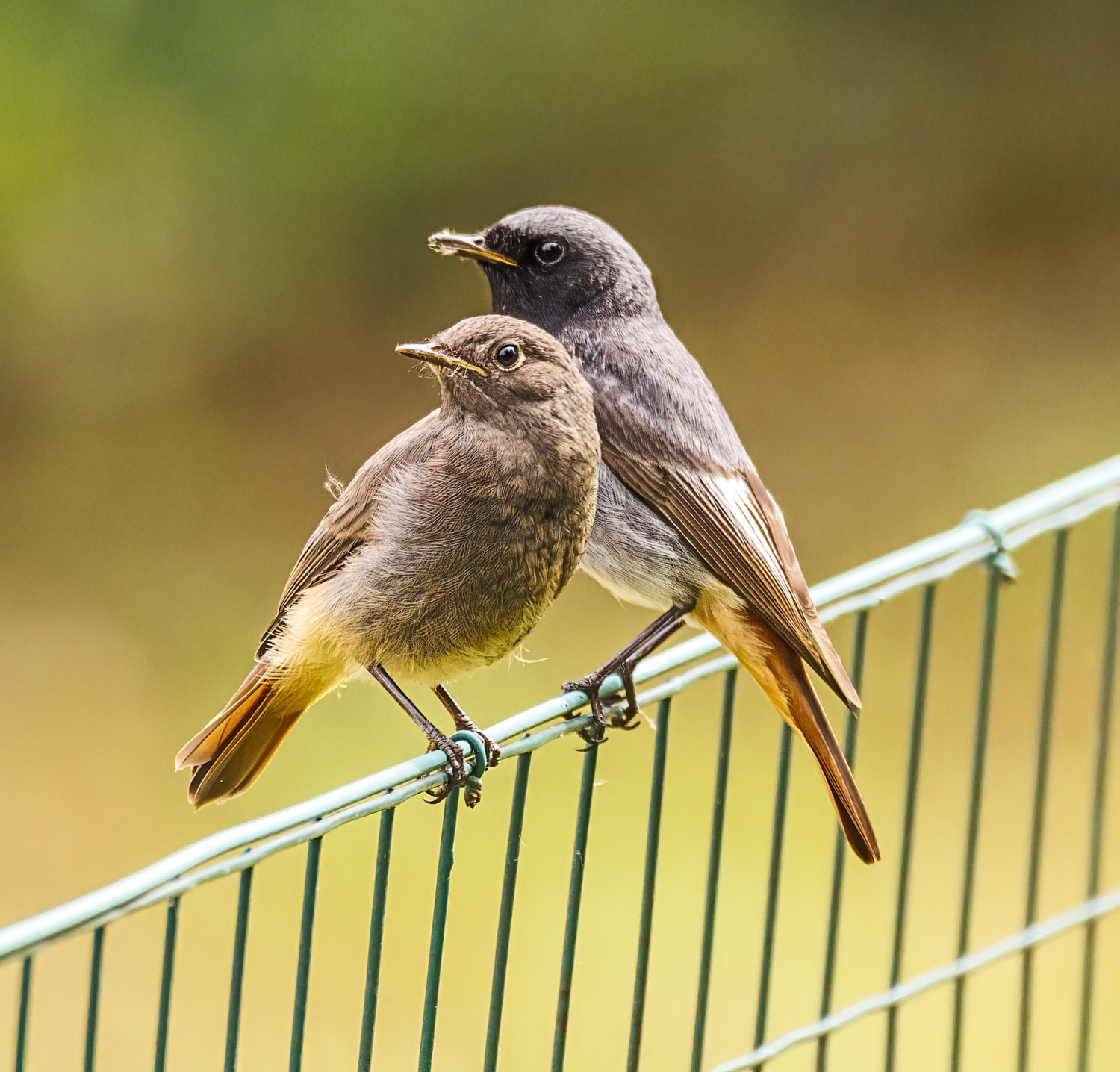 Padre e pullo di codirosso