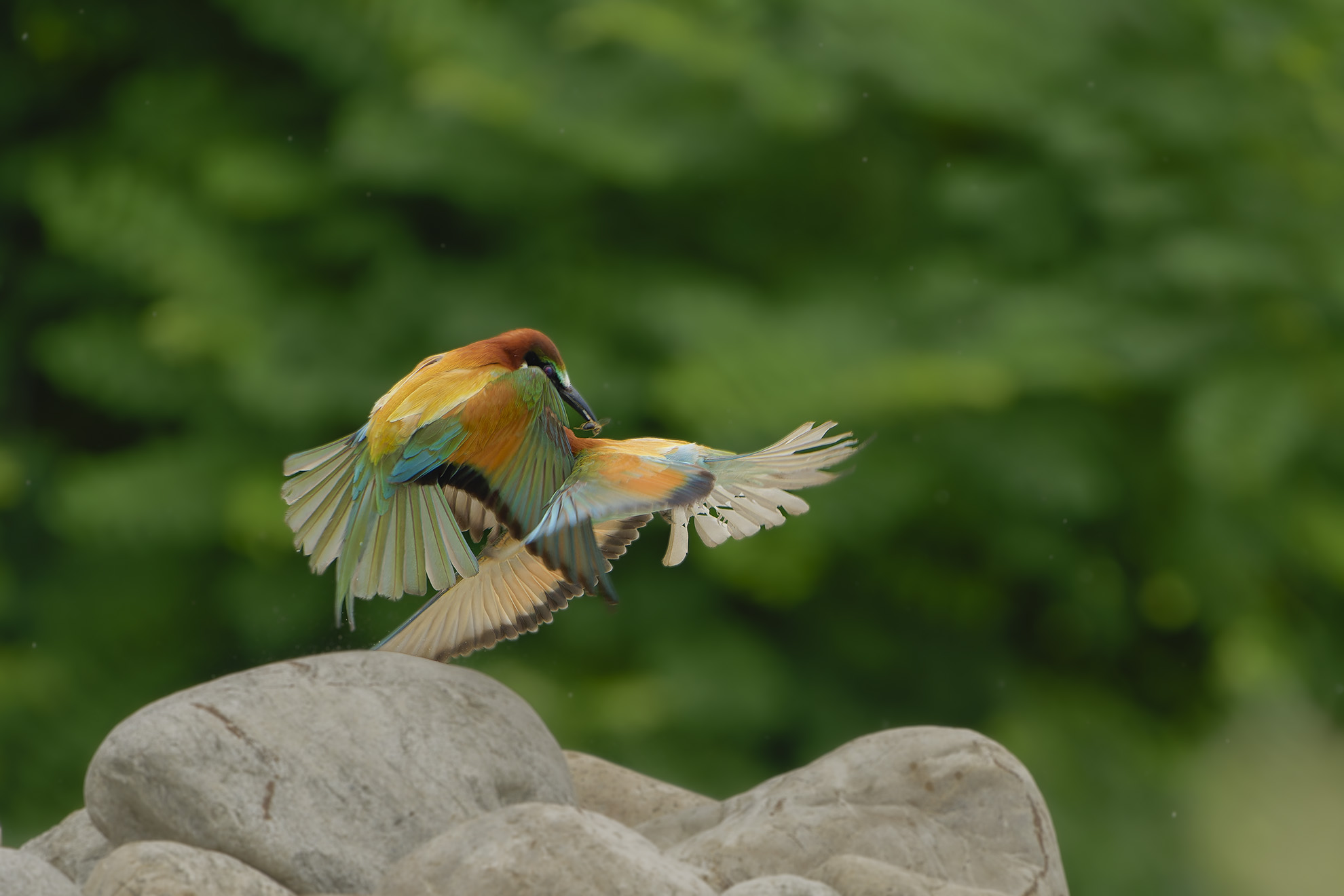 "Collisioni in volo." Gruccioni