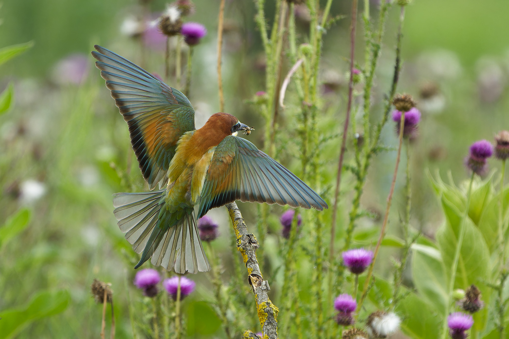 Mosaico di colori. Gruccione.