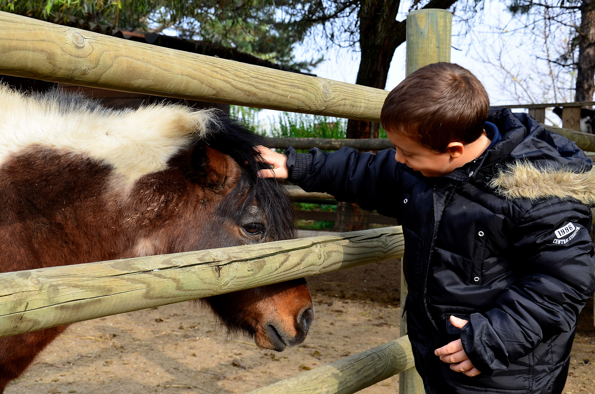 Coccole tra cuccioli