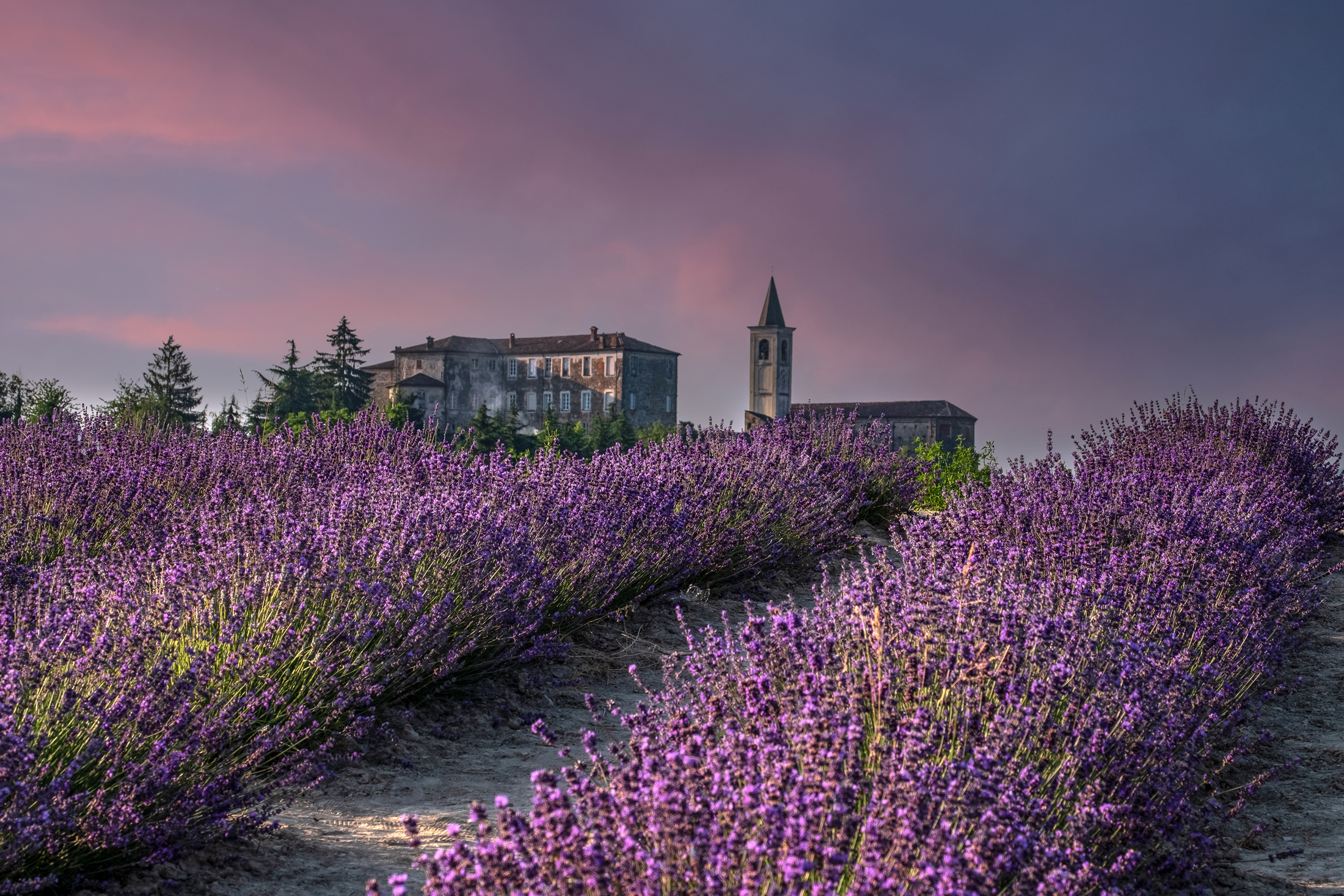 the color purple