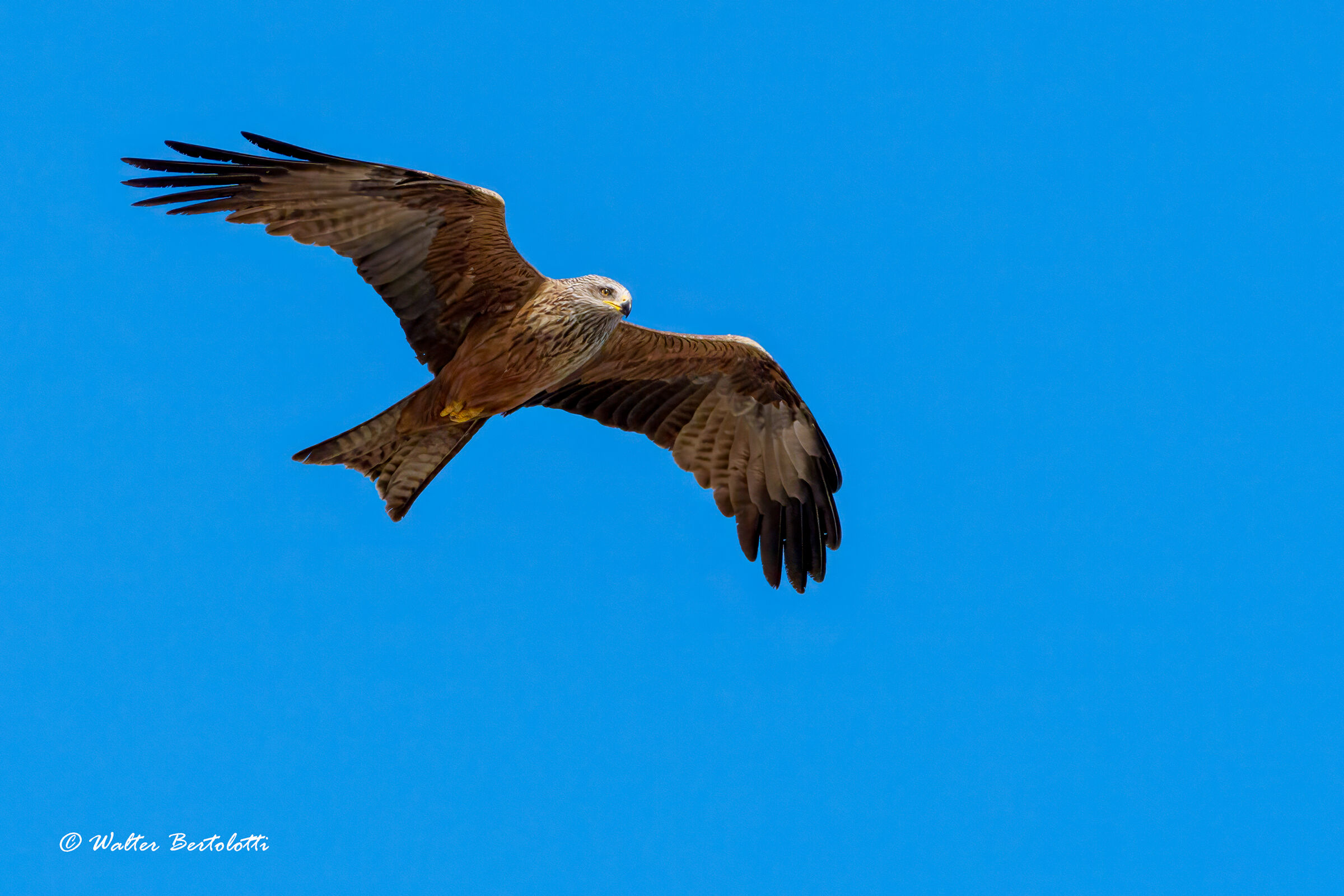 red kite